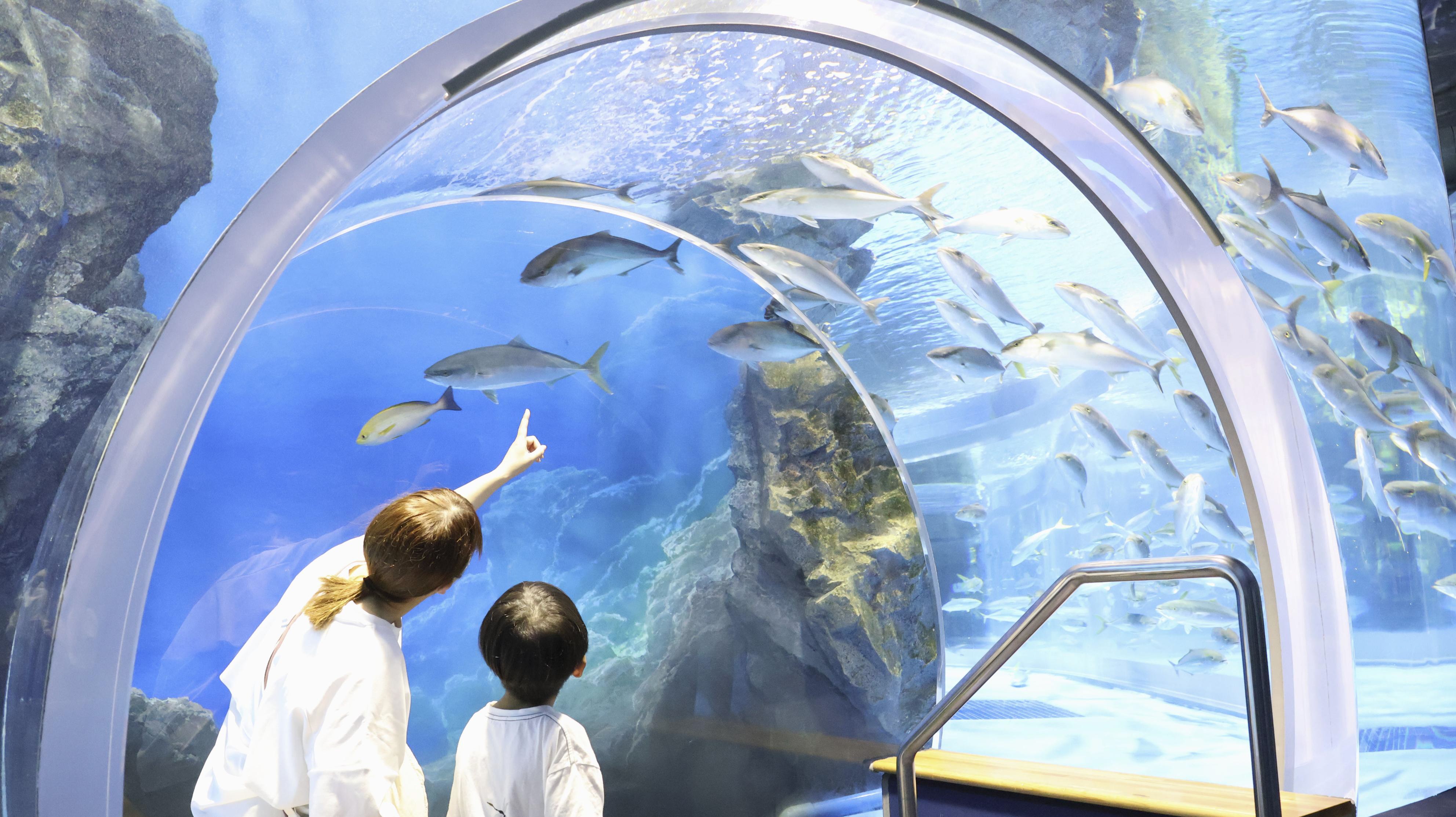 のとじま水族館が営業再開 地震で被災、避難のペンギンら32匹も戻る