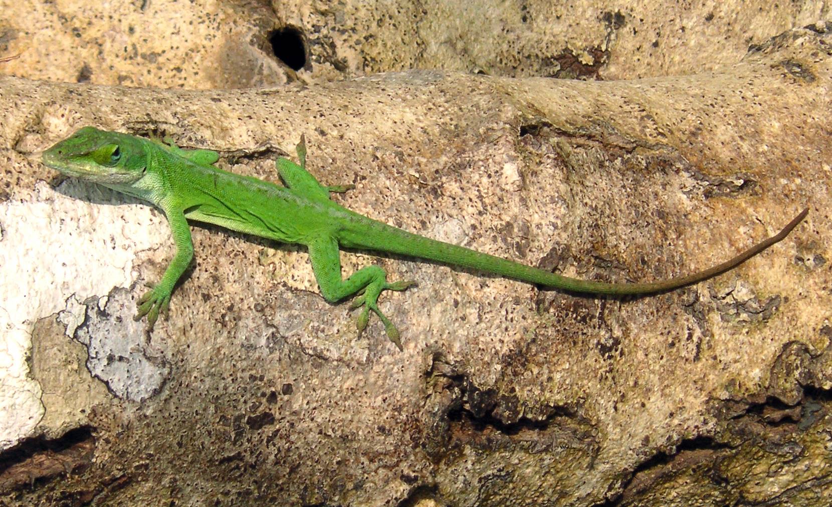 絶滅危惧チョウのオガサワラシジミ、人工繁殖失敗の意外な原因判明 種
