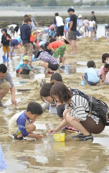 動画 家族で楽しく潮干狩り 大阪 二色の浜海水浴場 にぎわう 産経ニュース