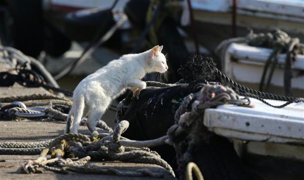 探訪 滋賀 沖島 琵琶湖に浮かぶ猫の楽園 1 2ページ 産経ニュース