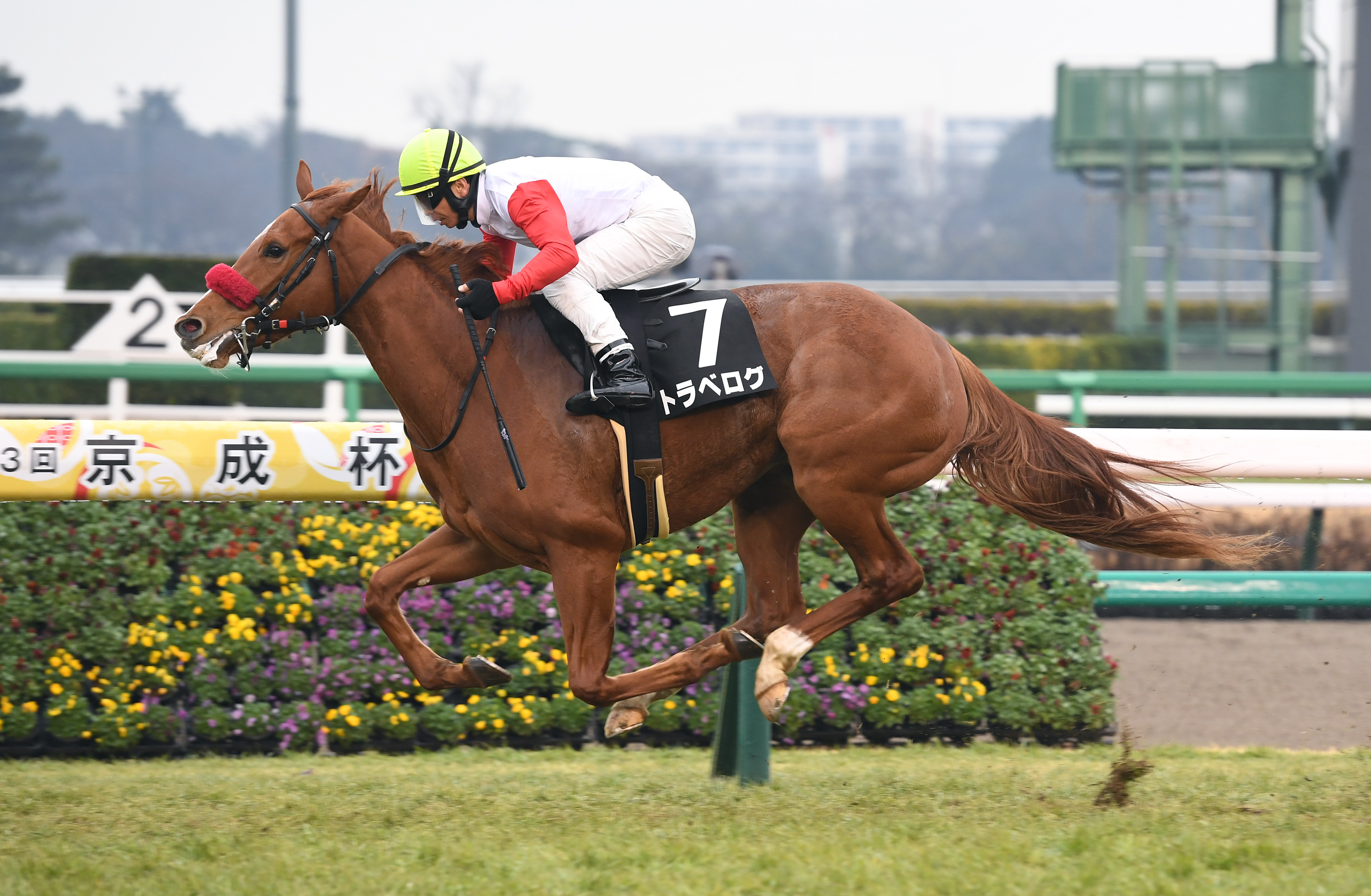 【土曜中山の厳選予想】開幕週の最内枠に入ったトラベログを狙う ...