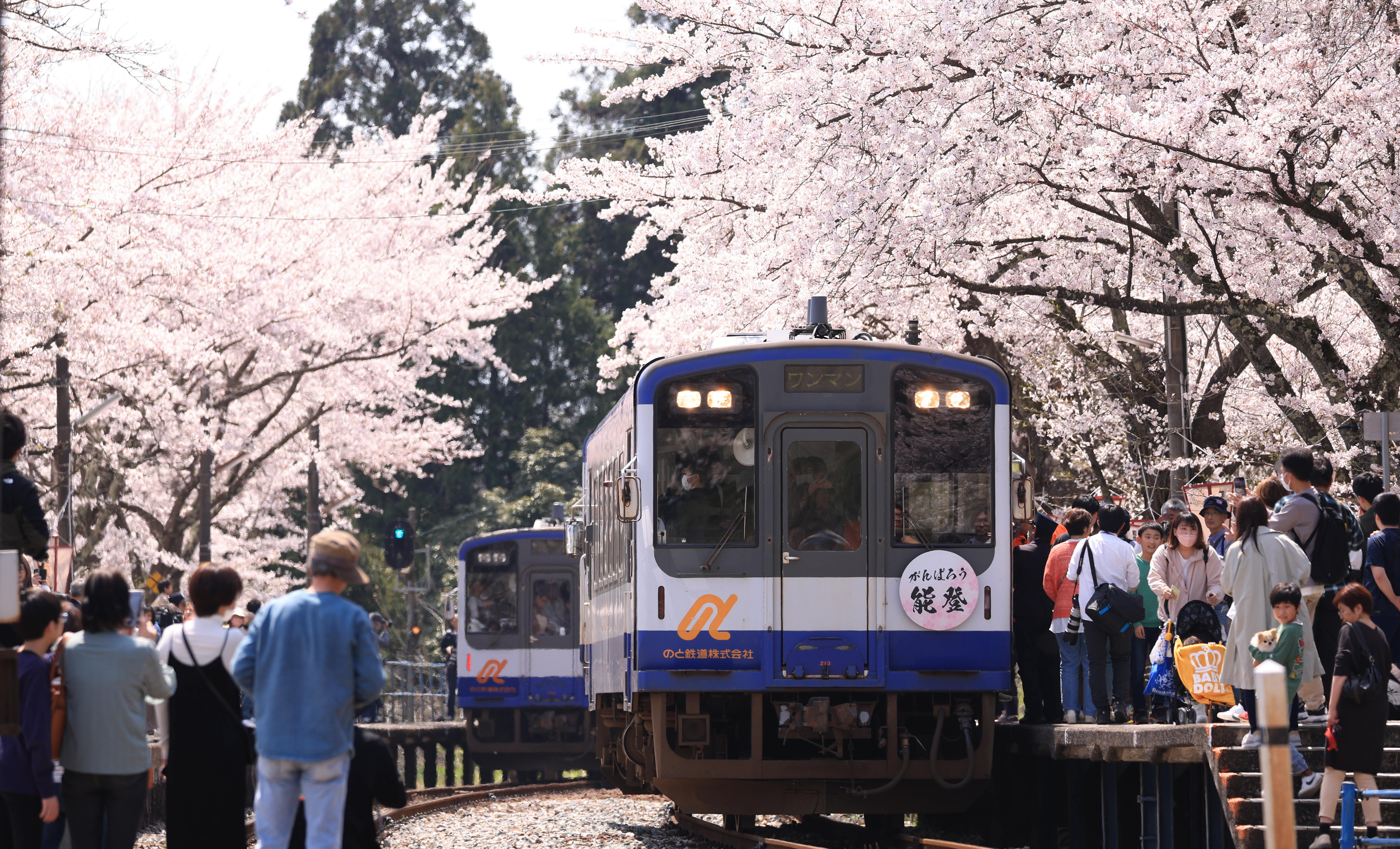 動画】桜のトンネル「能登さくら駅」 石川・のと鉄道 桜便り2024