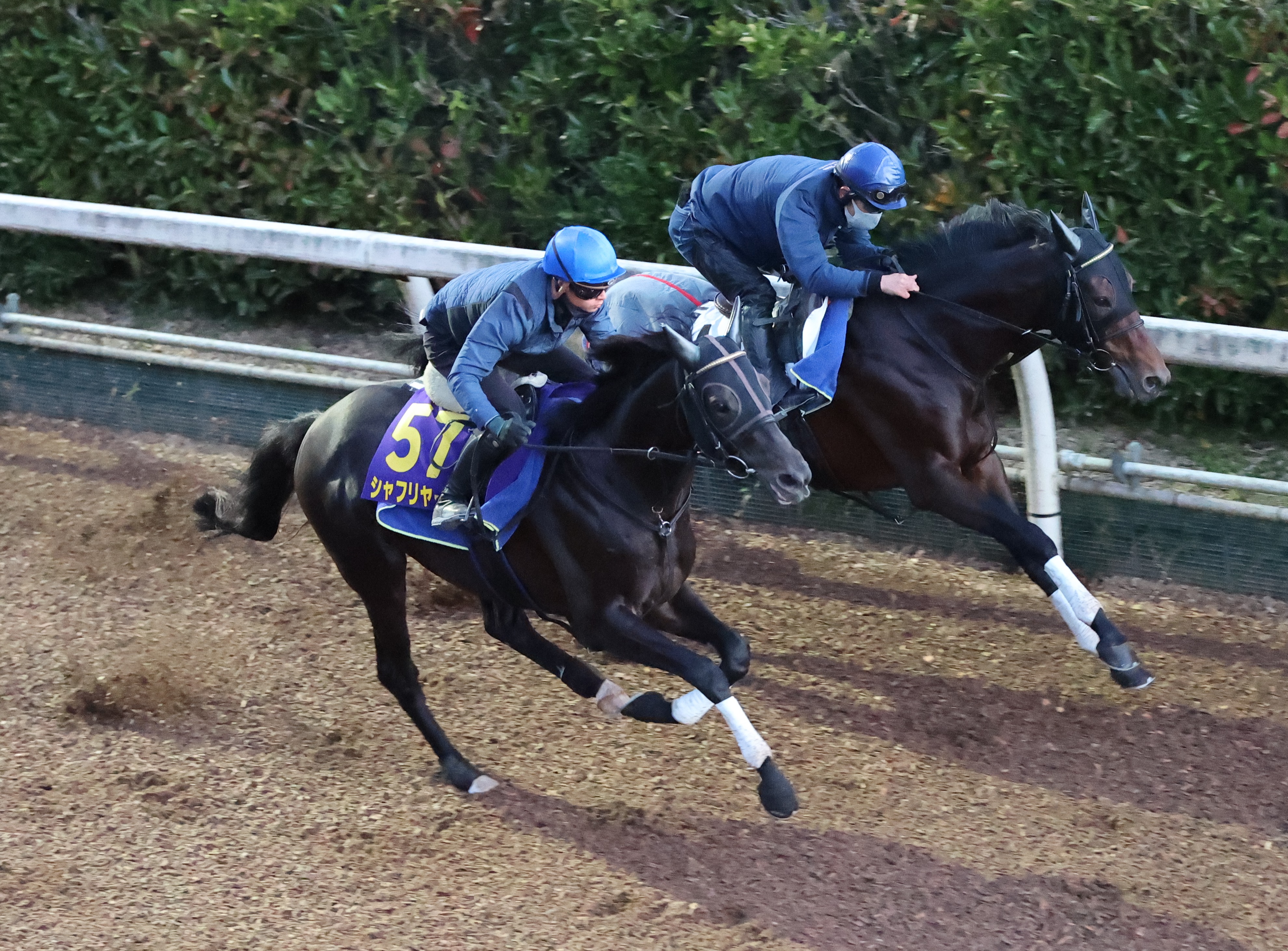 天皇賞 秋 国内１１カ月ぶりに見参 シャフリヤール気合の１１秒９ サンスポzbat