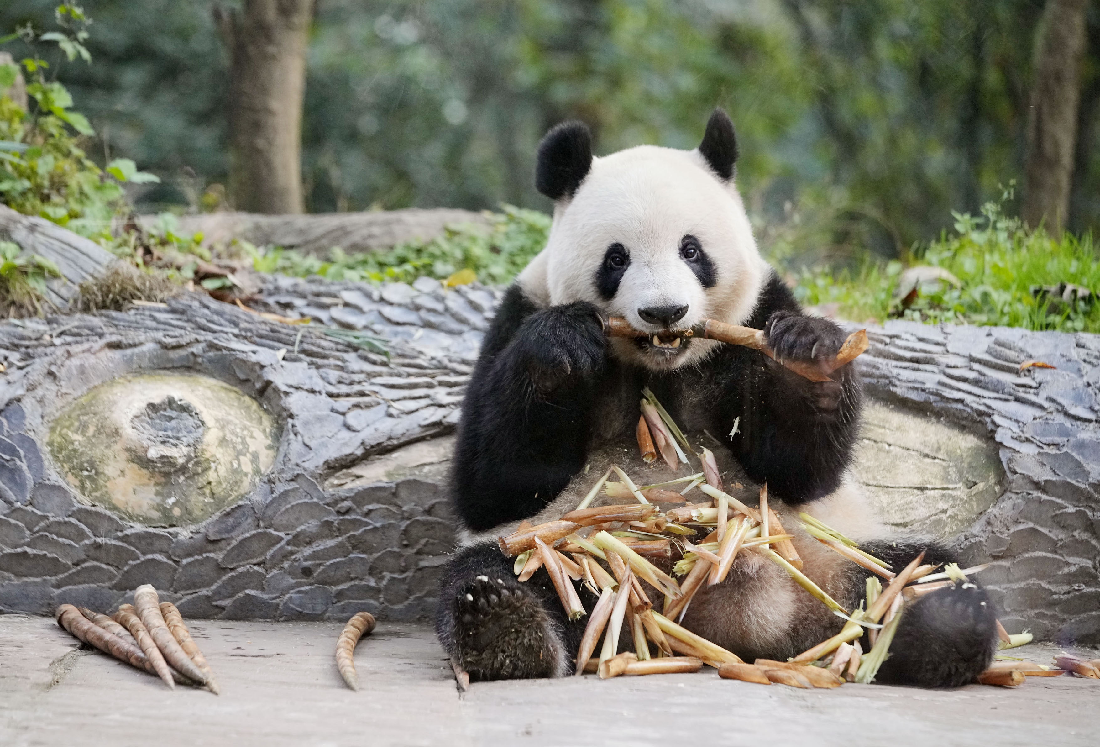 【フォト】リンゴ好物、恋人決まらず 中国に渡ったシャンシャン