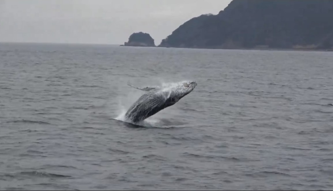 10m超のザトウクジラがジャンプ！ 愛媛沖で「珍客」海保が撮影、捕鯨