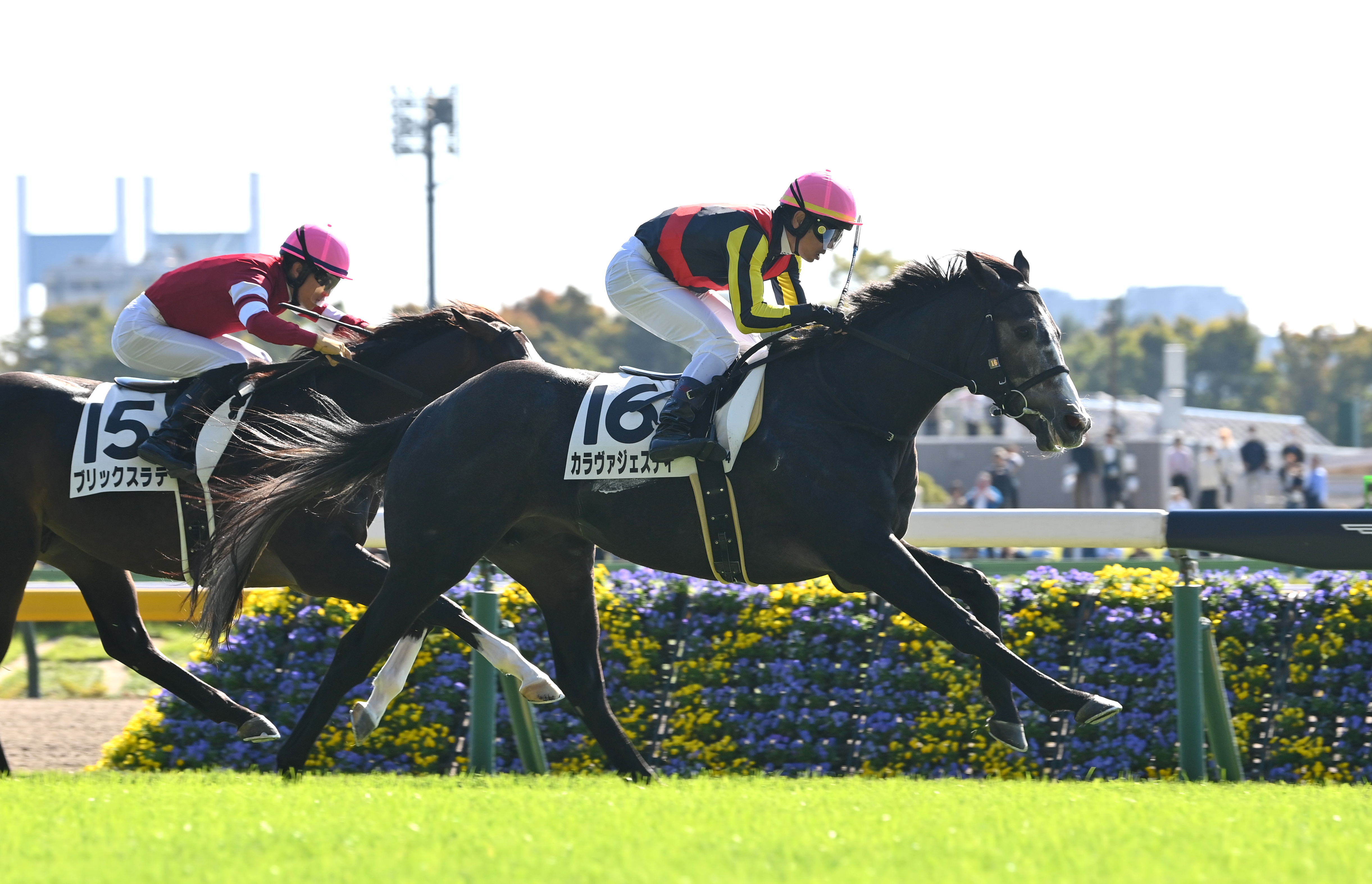 2歳次走報】カラヴァジェスティはジュニアCとシンザン記念の両にらみ - サンスポZBAT!