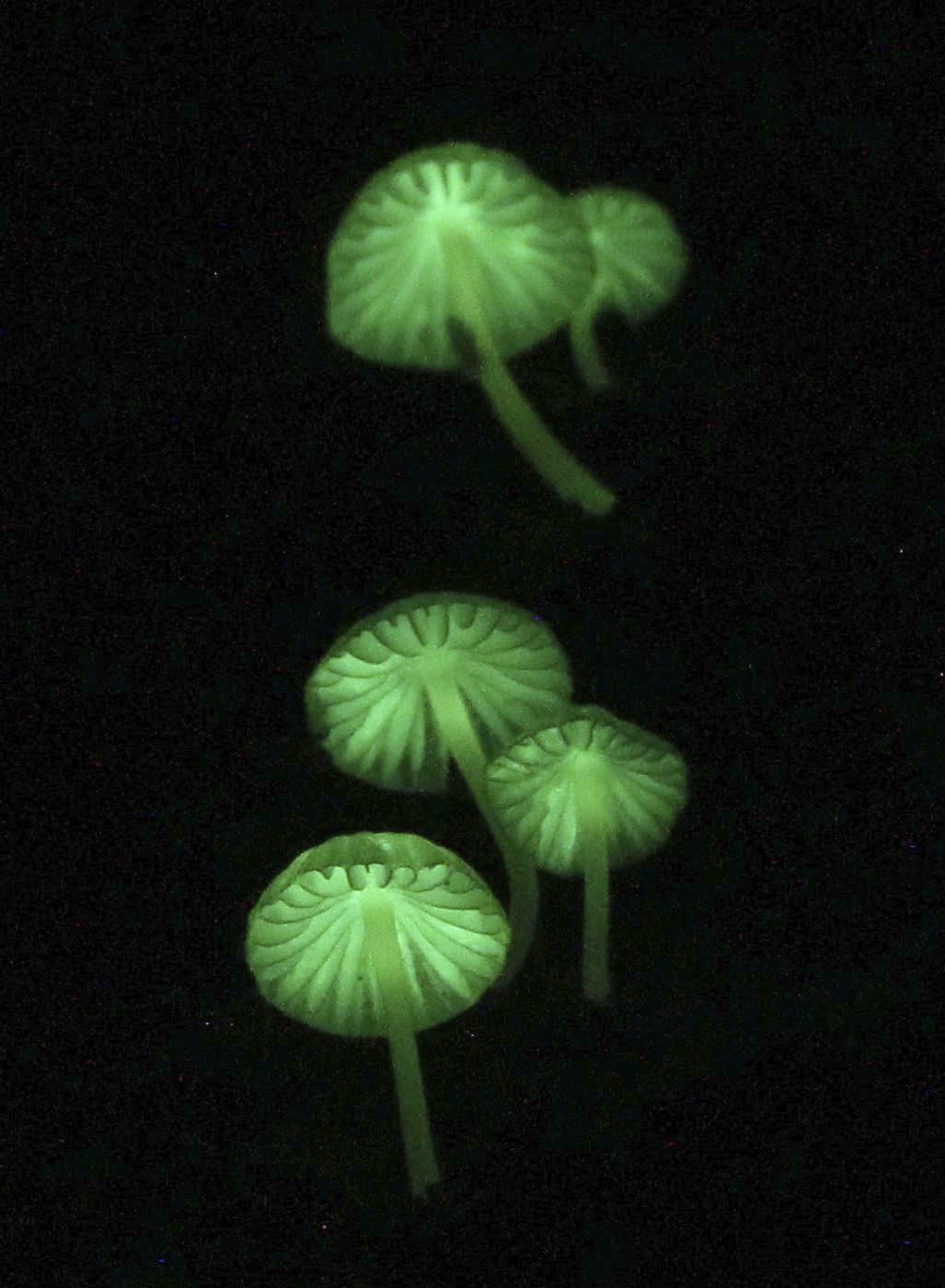 淡く緑に光るキノコ 奄美大島 ハブに気をつけ観賞して 産経ニュース