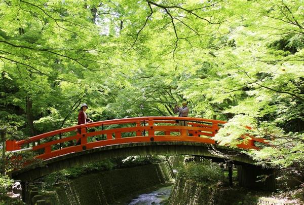 青もみじ 新緑鮮やか 京都 北野天満宮 産経ニュース