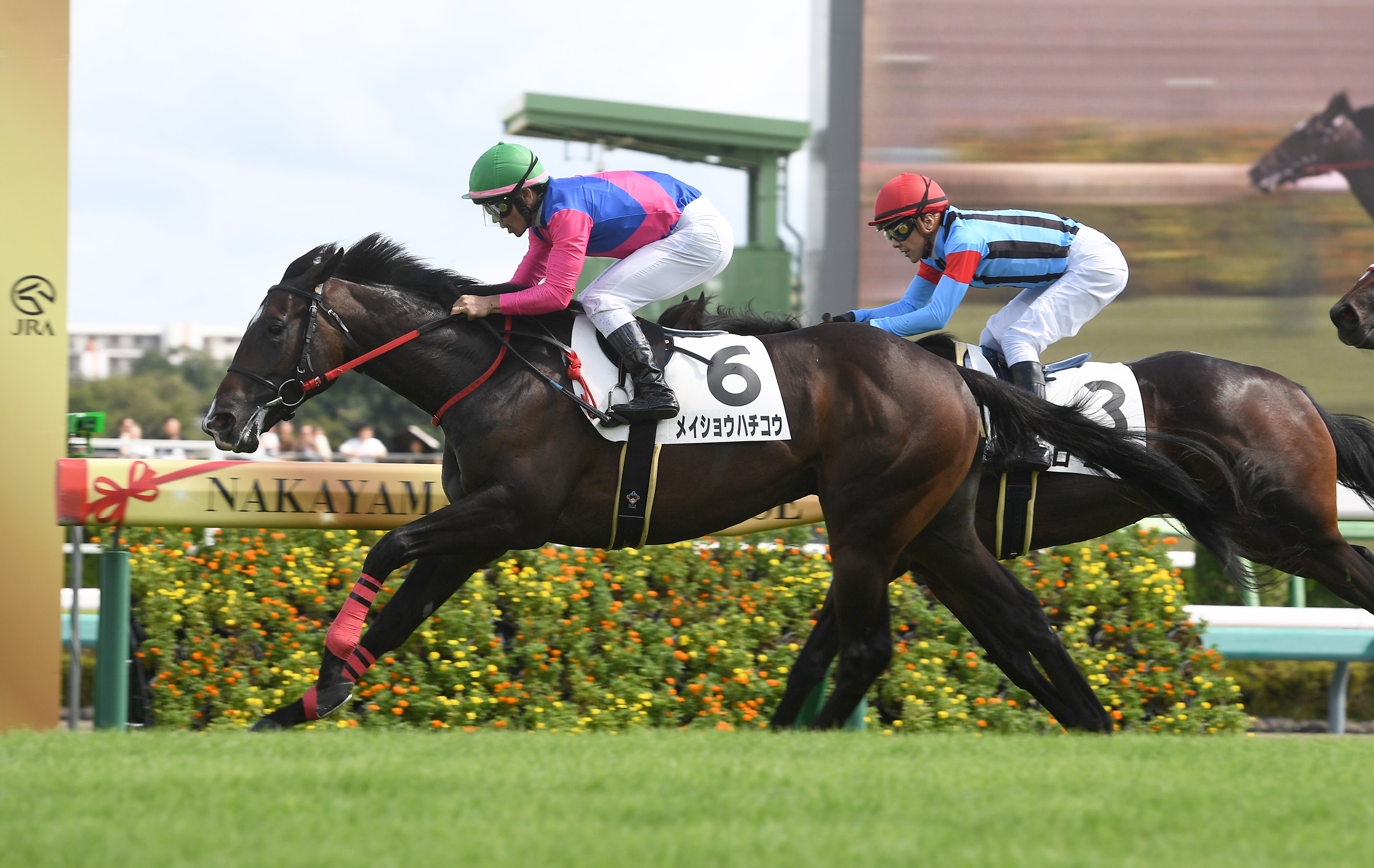 皐月　　品種、(珍山)　　太幹　早い者勝ち 2歳新馬・中山6R】メイショウハチコウが勝負強さを発揮し初陣V