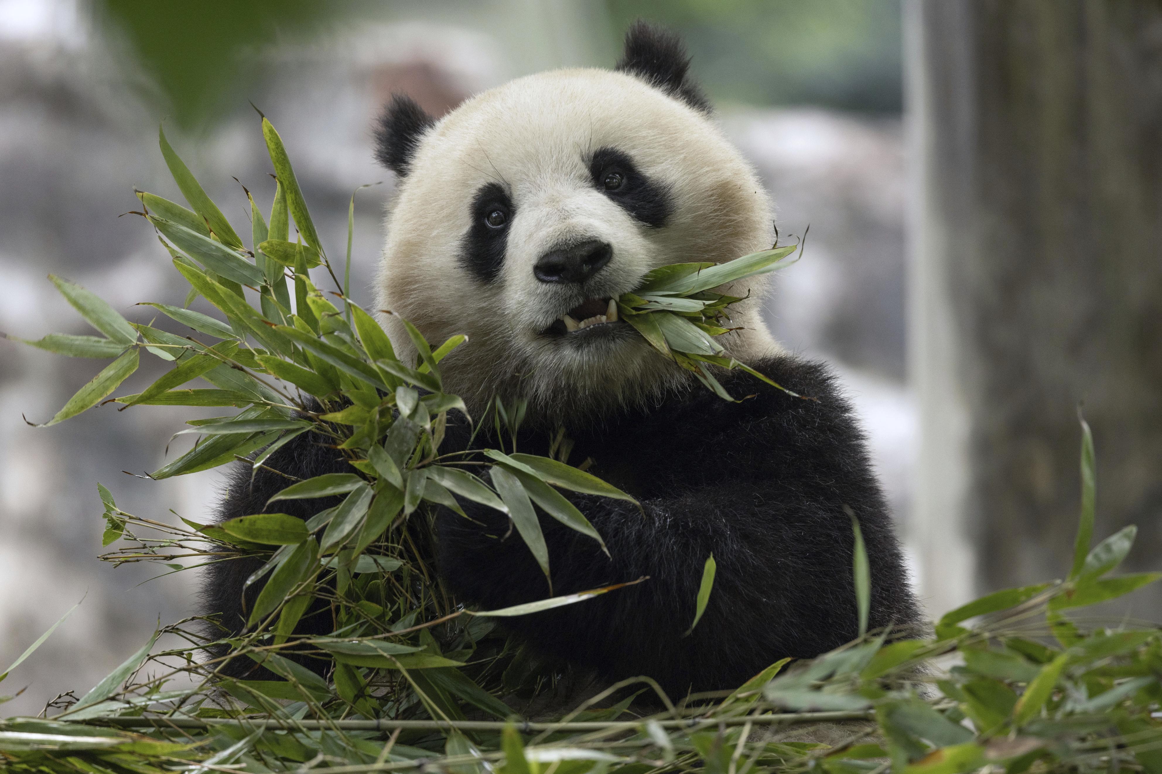 米ワシントンの動物園に中国からパンダ貸与 年内に2頭 昨年11月に