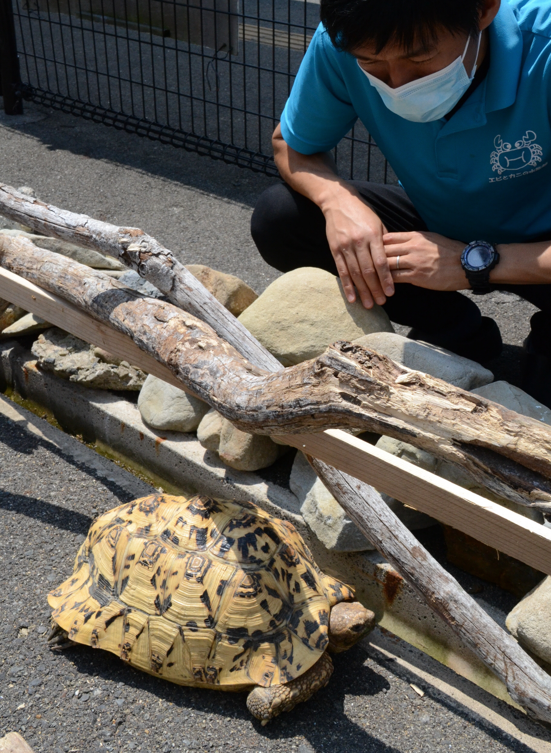 元気すぎカメ 敷地内「脱走劇」 和歌山の水族館 - 産経ニュース