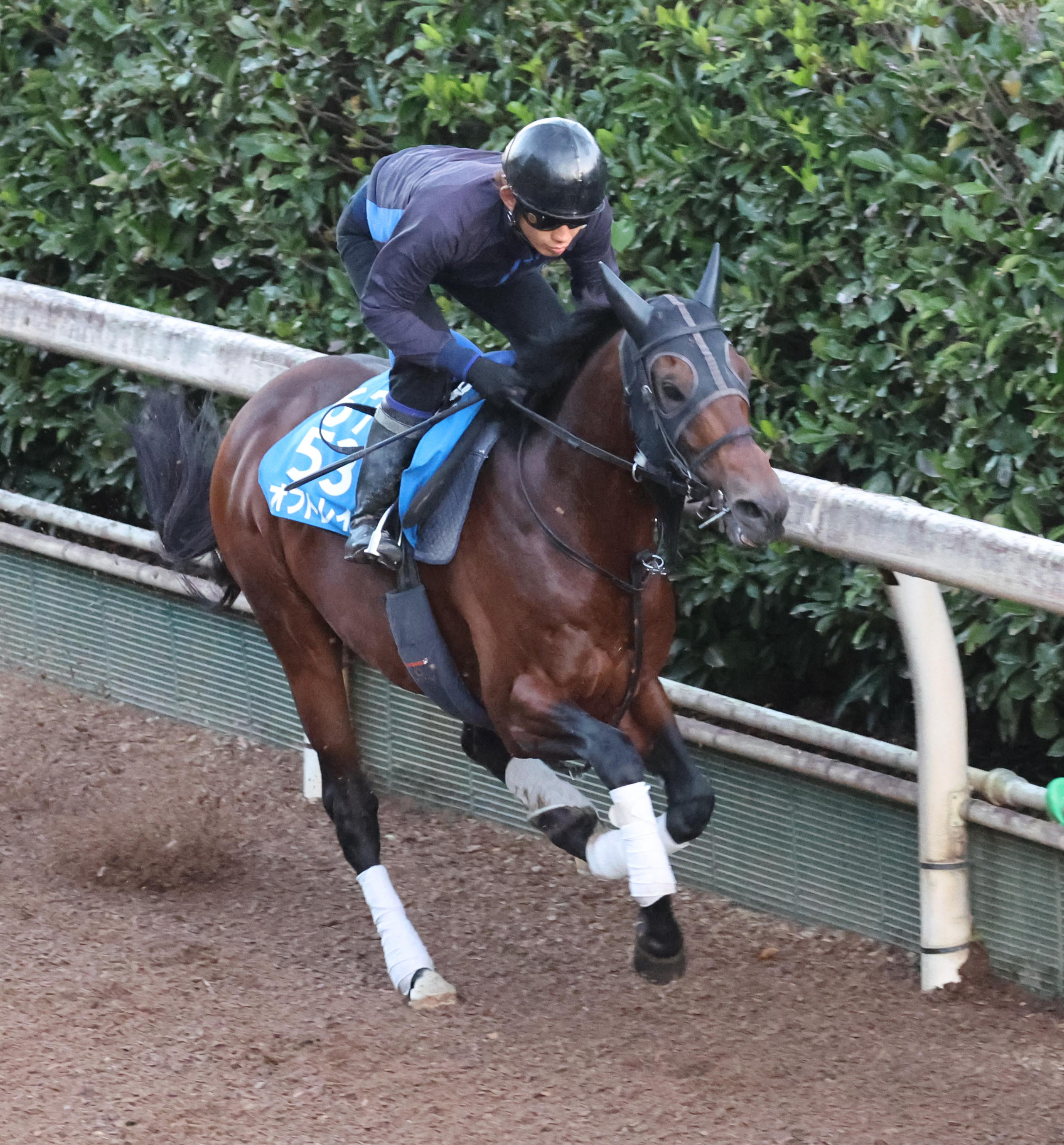 スワンS 木曜追い切り】オフトレイル連覇へ好ムード 江藤助手「脚を