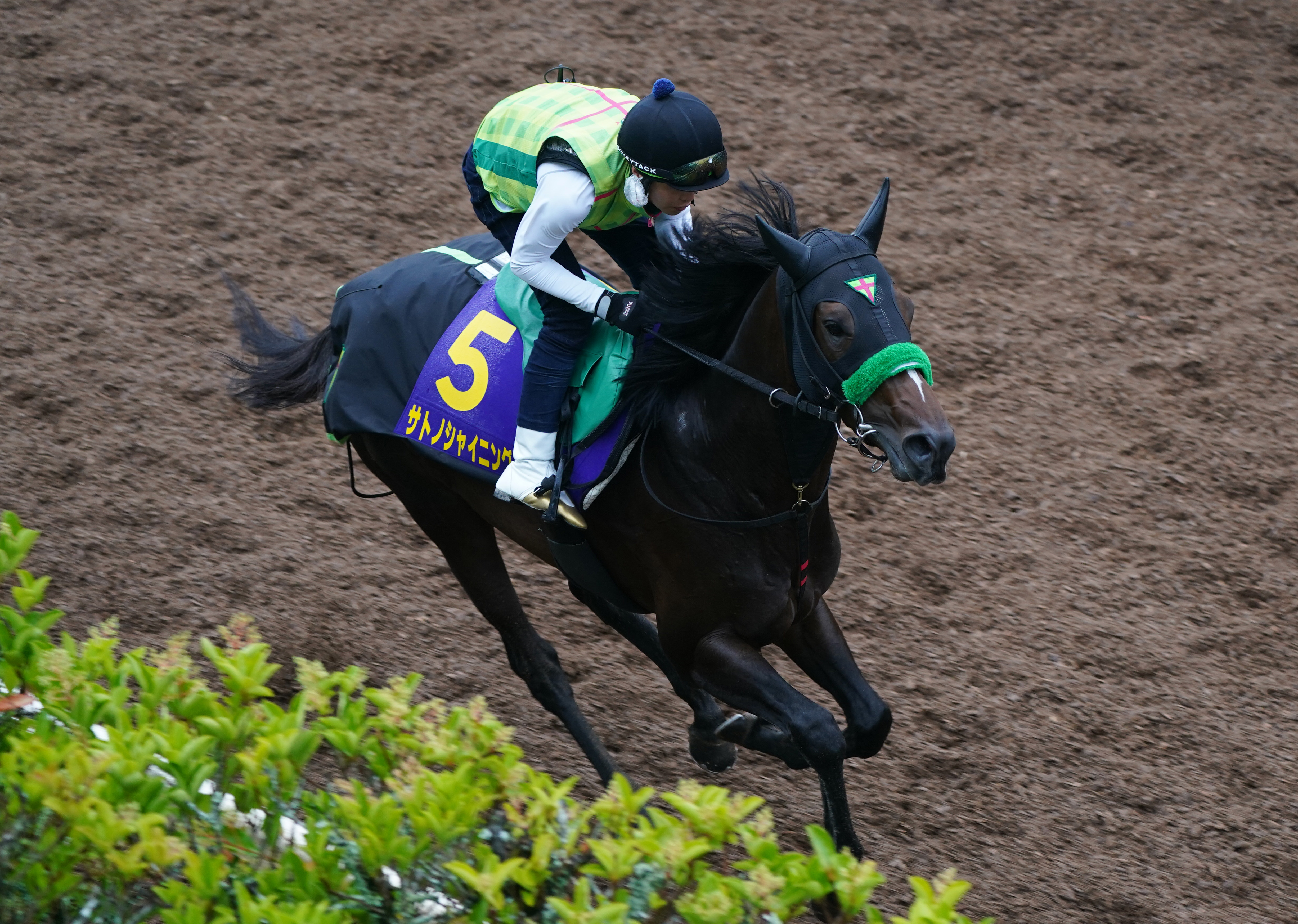 小泉進次郎　直筆　サイン　色紙 小泉進次郎氏直筆サイン色紙｜Yahoo!フリマ（旧PayPayフリマ）