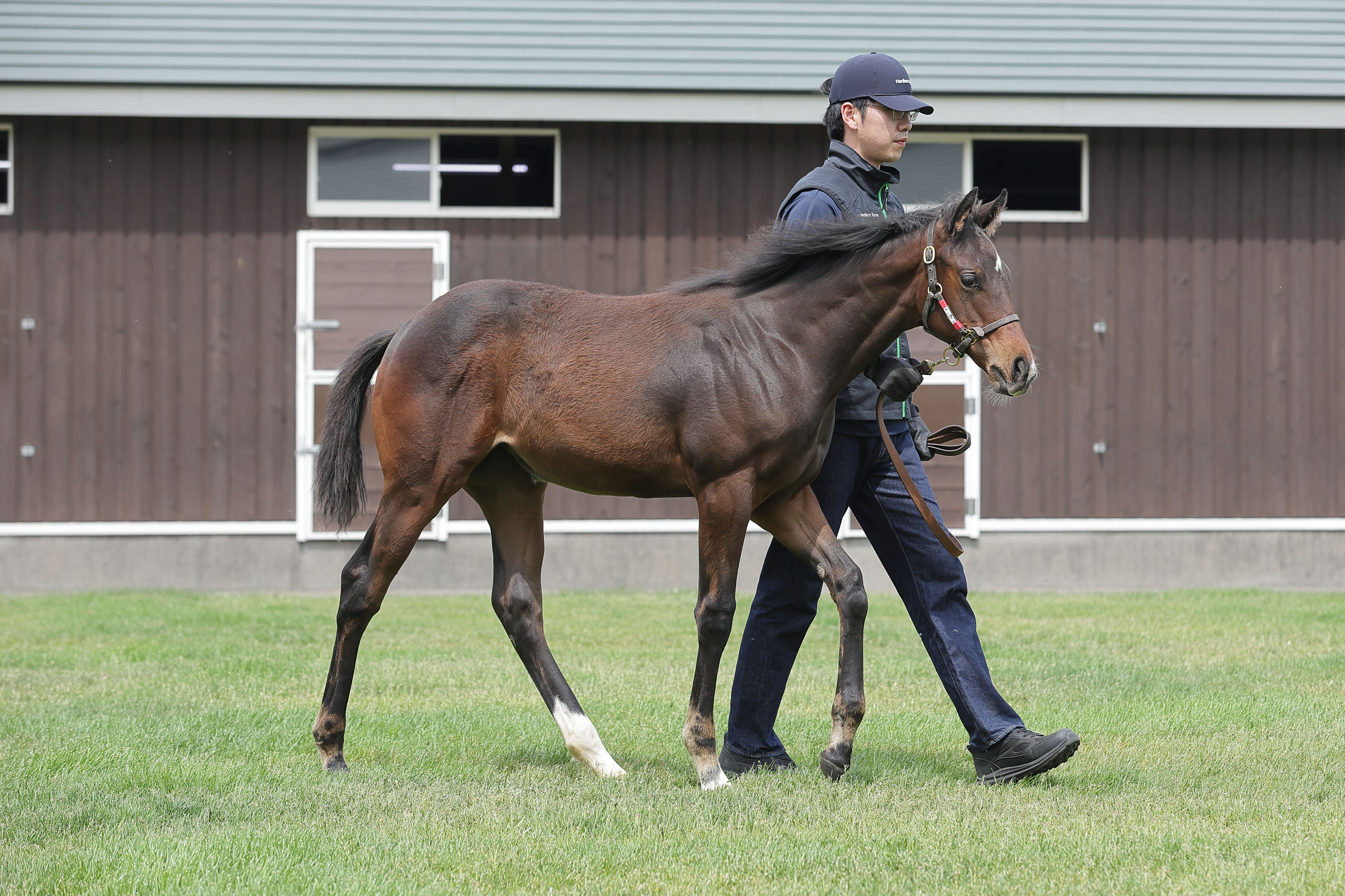 セレクトセール2026 注目馬紹介③】伝説の幕開けはすぐそこ イク