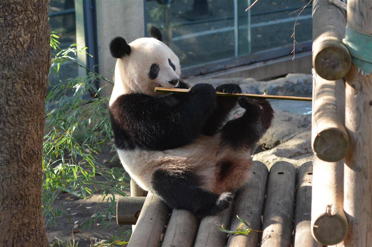 シャンシャン迫る返還期限 ファンやきもき 上野動物園 産経ニュース