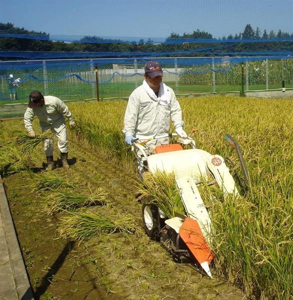 商品化まで３年 といわれてから既に１０年超 花粉症を治すお米はどうなった 1 4ページ 産経ニュース