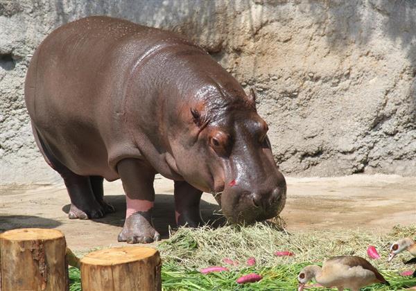 元気に育って…オスのカバ「ゲン」と命名 大阪・天王寺動物園 - 産経