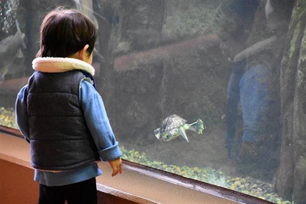 アメリカザリガニ アリゲーターガー 外来生物ずらり 東京 しながわ水族館 産経ニュース