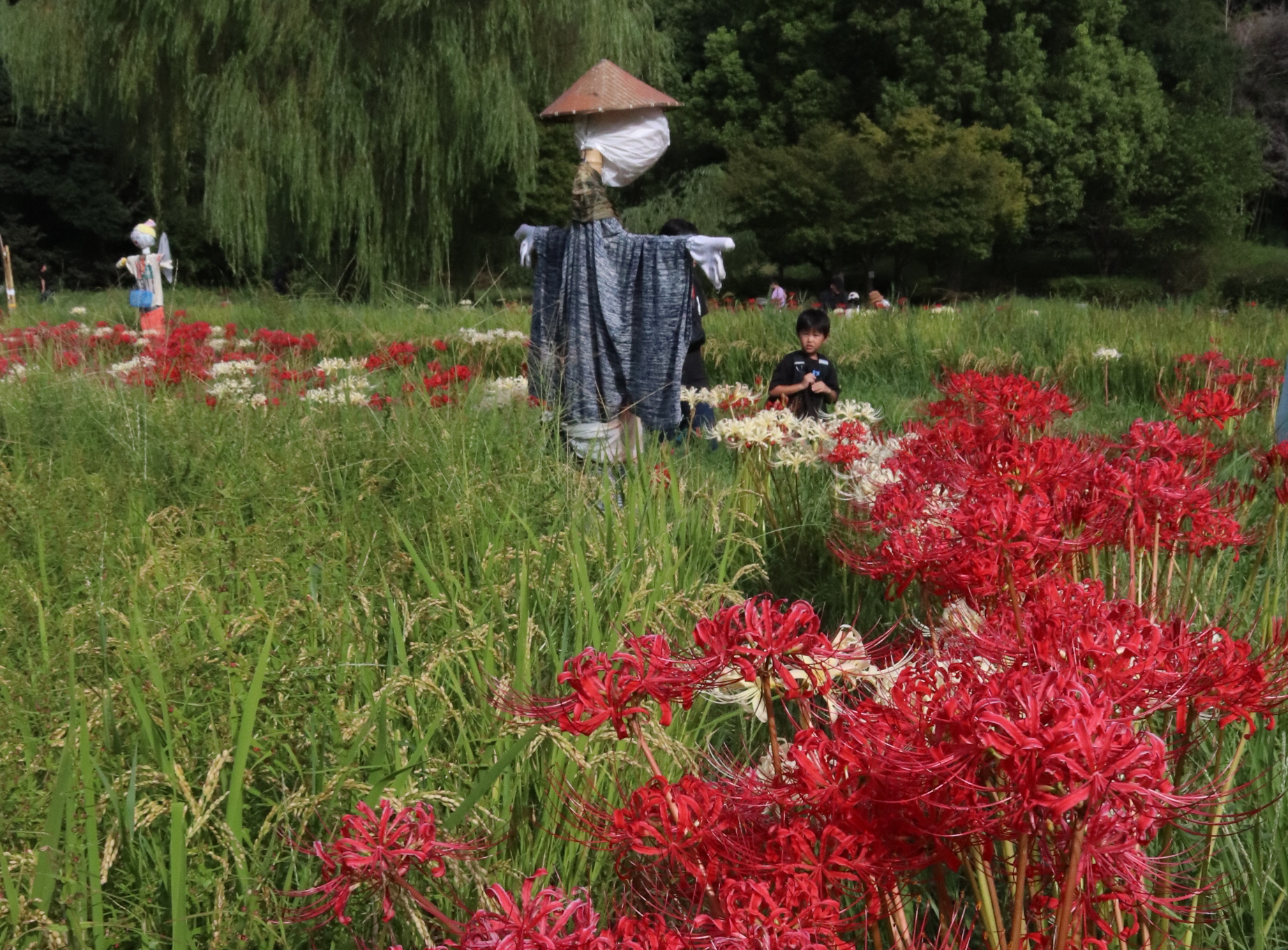 【花スケッチ】あぜ道彩るヒガンバナ 大阪・山田池公園 - 産経