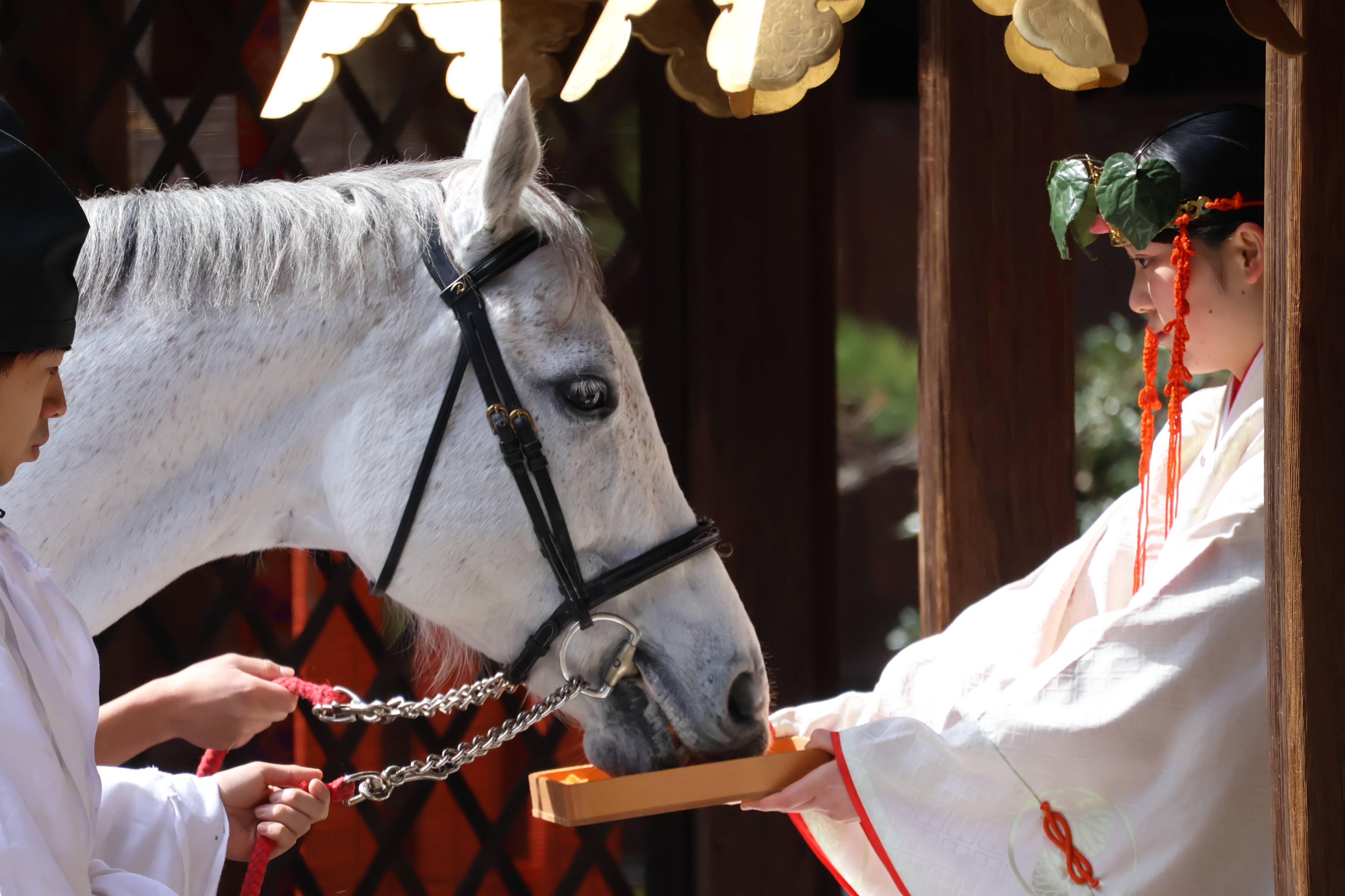 賀茂の神馬様| 賀茂神社/神馬/縁起物/神棚/魂格 京都・上賀茂神社の新たな「神馬」お披露目 「しんちゃん」の愛称で