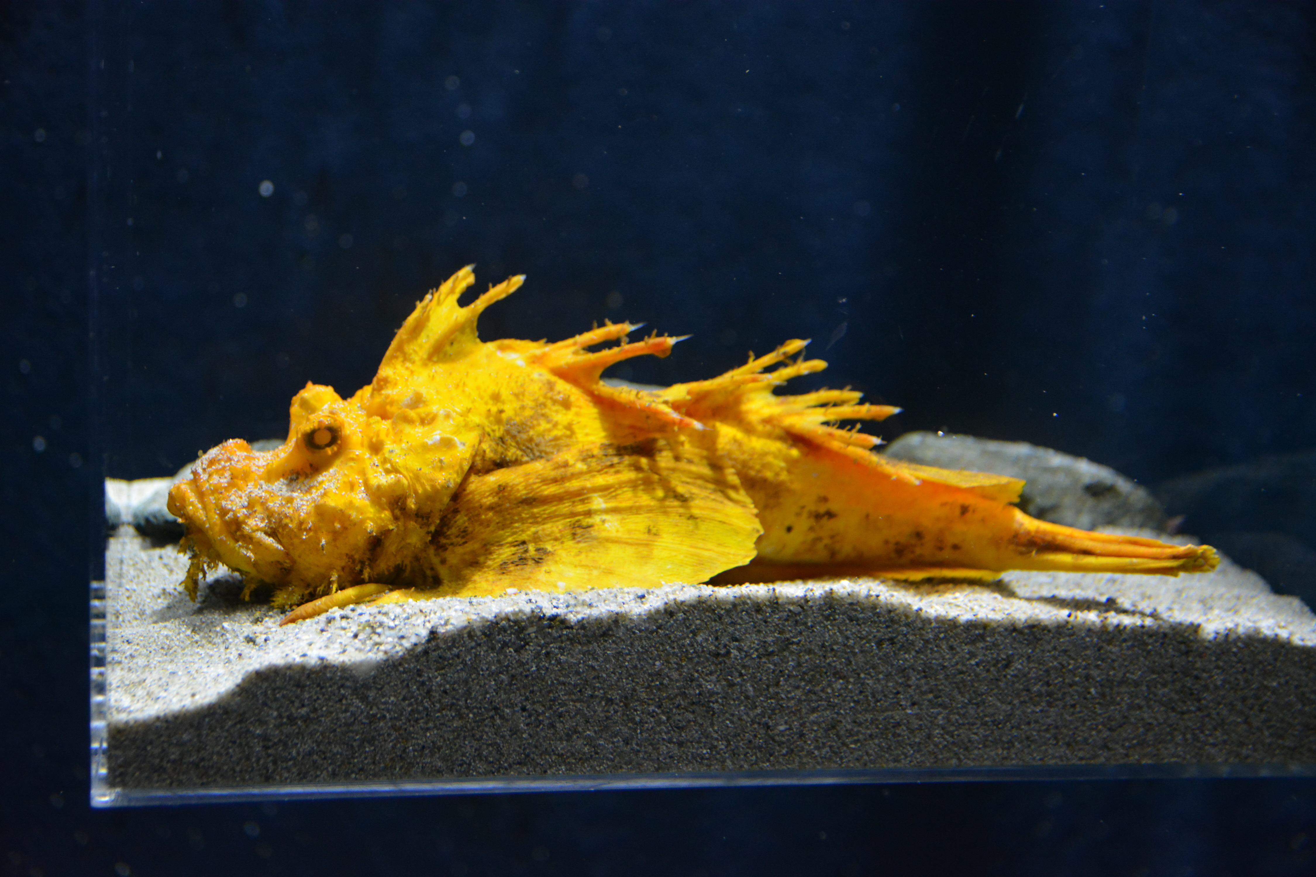 強運の黄金オニオコゼ 新潟・上越市の水族館（1/3ページ） - 産経ニュース