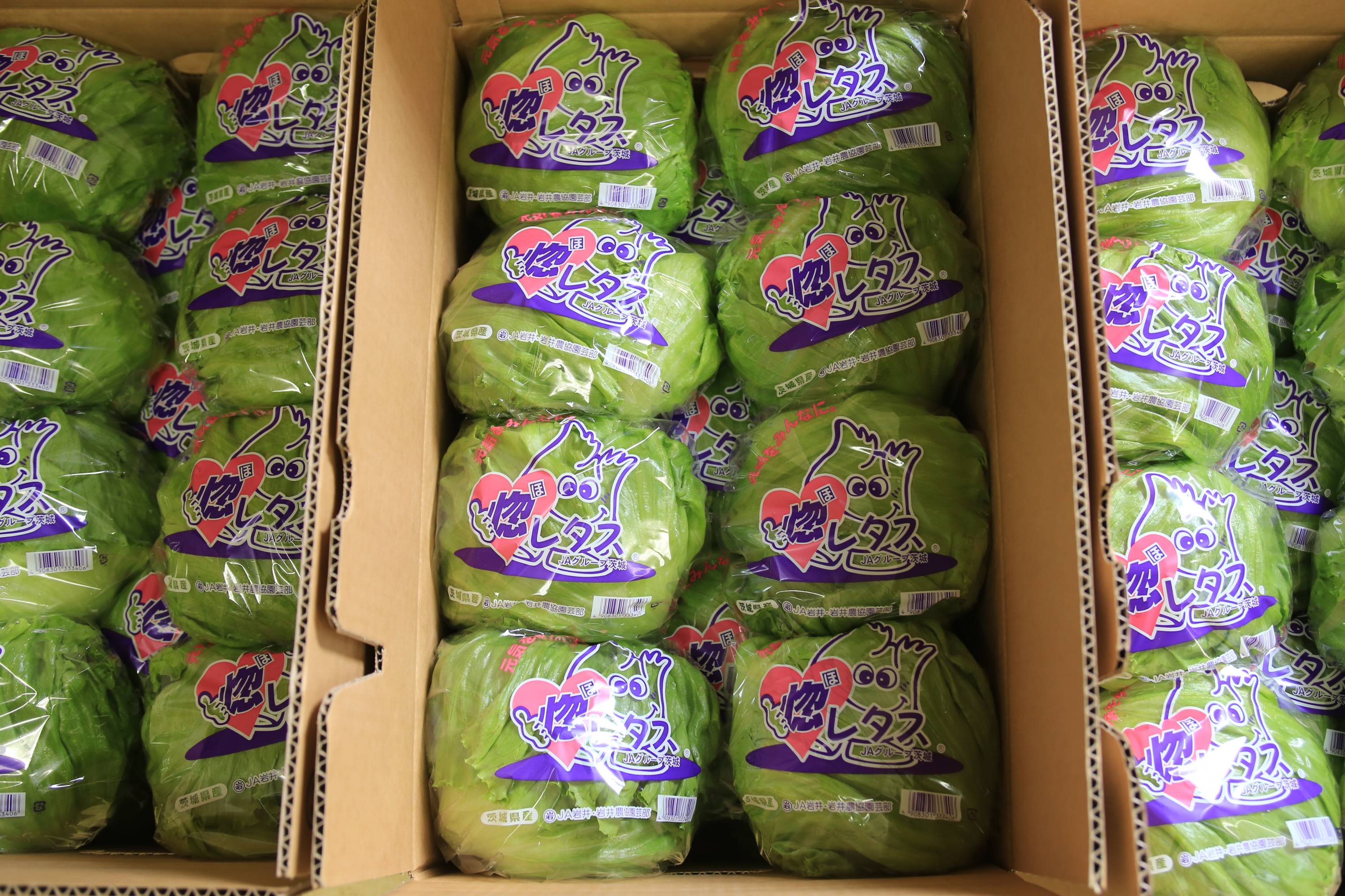 坂東市産のレタスを一流ブランドへ 〝調教〟に必要な3つのこだわりとは