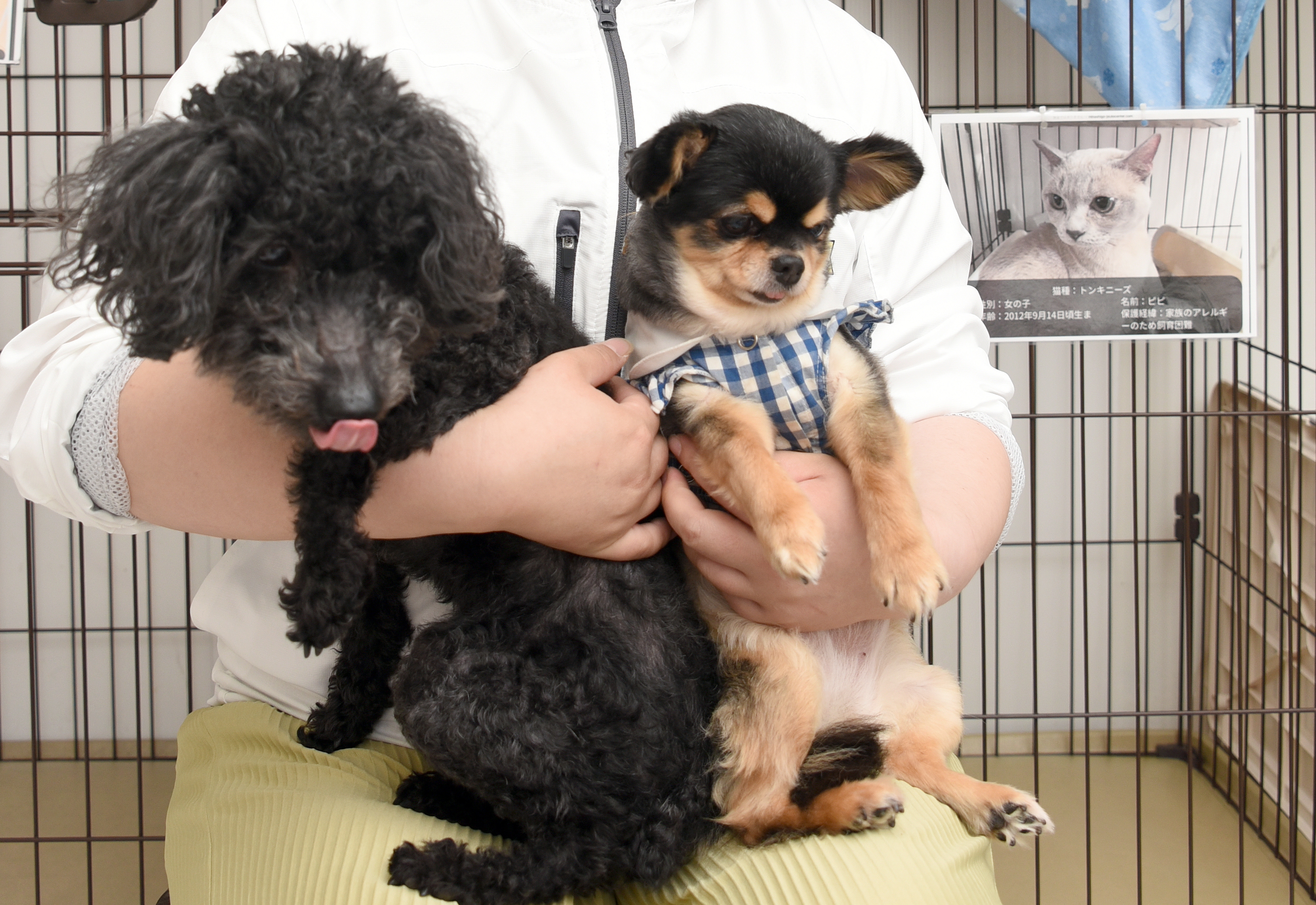 悪質ペット業者排除期待も ６月に改正動物愛護法施行 1 2ページ 産経ニュース