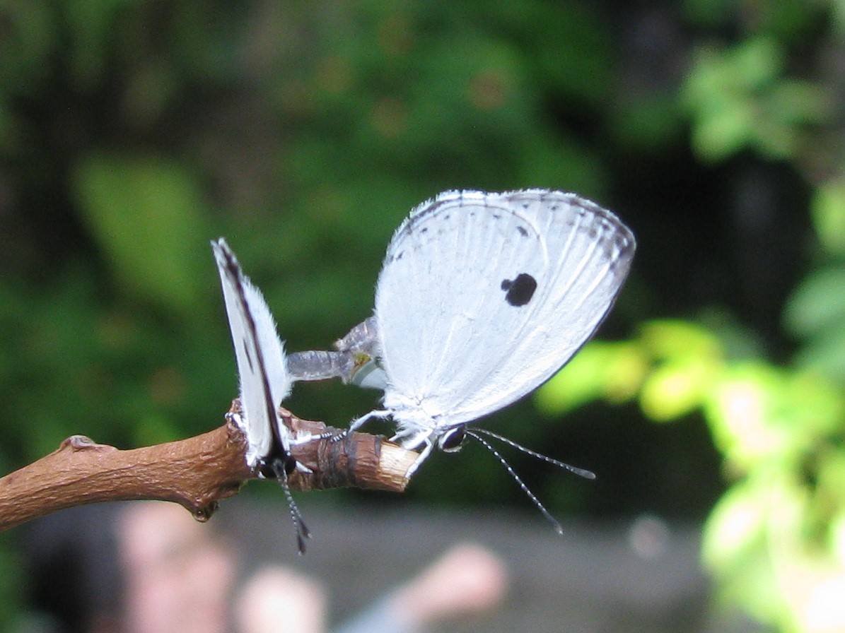 いきもの語り 絶滅危惧 対馬のチョウを守れ 足立区生物園が貢献 産経ニュース