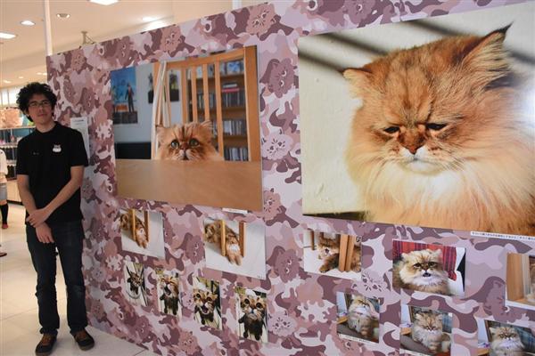 ツイッターで人気 しょんぼり顔のネコに 萌え 大津で写真展 ふーちゃん ２００枚 産経ニュース