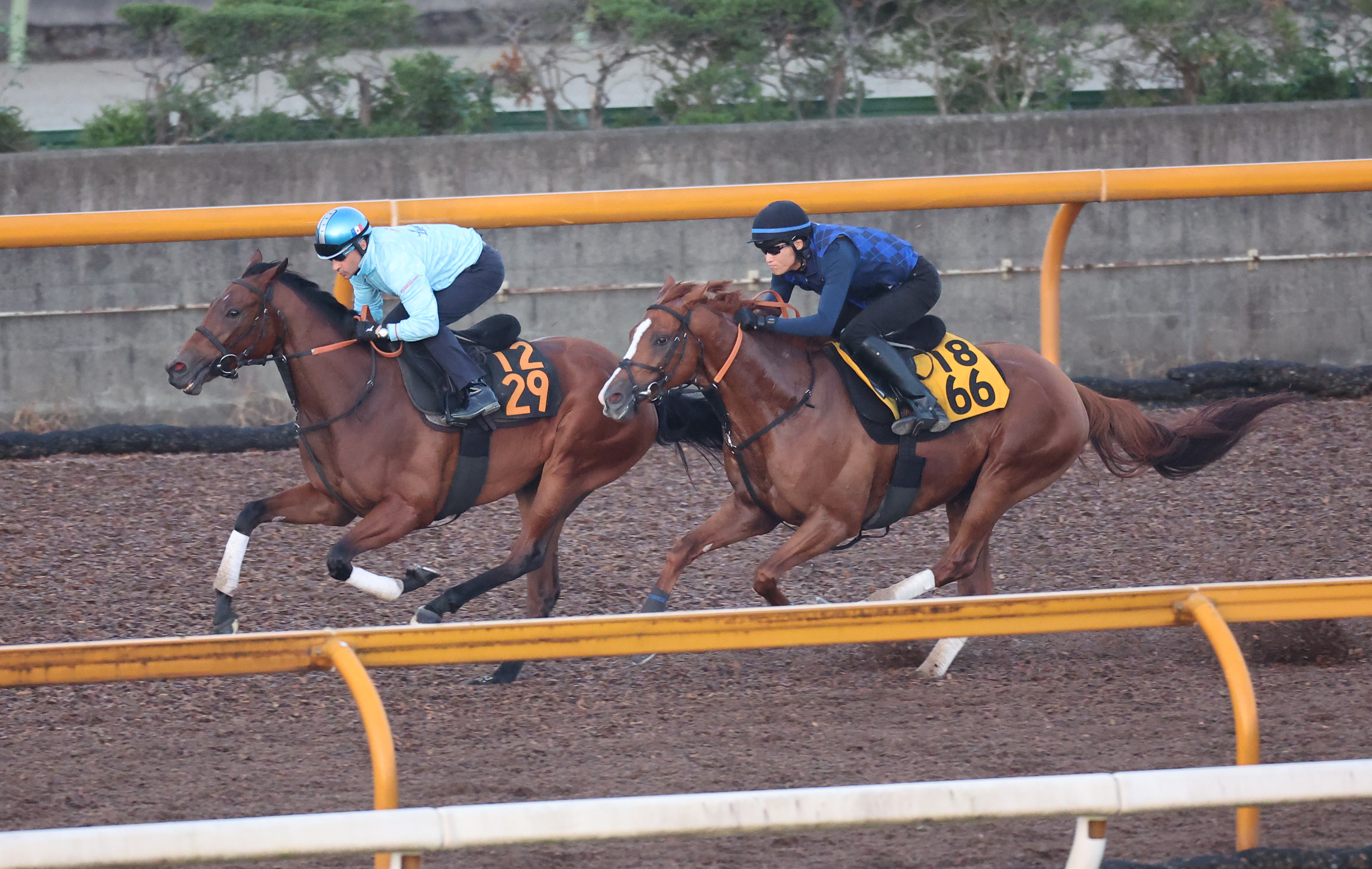 【ローズＳ】ブレイディヴェーグはＣＷで併せ馬 鞍上のルメールも ...