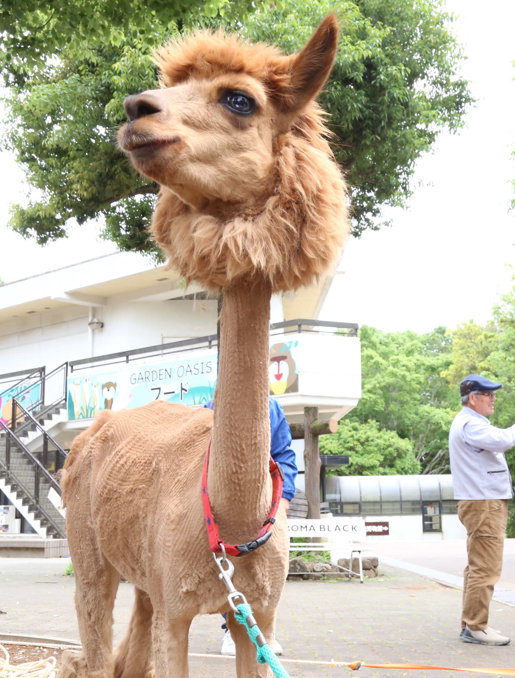 モフモフのアルパカ、暑さは苦手 夏本番前に毛刈りでスッキリ 千葉