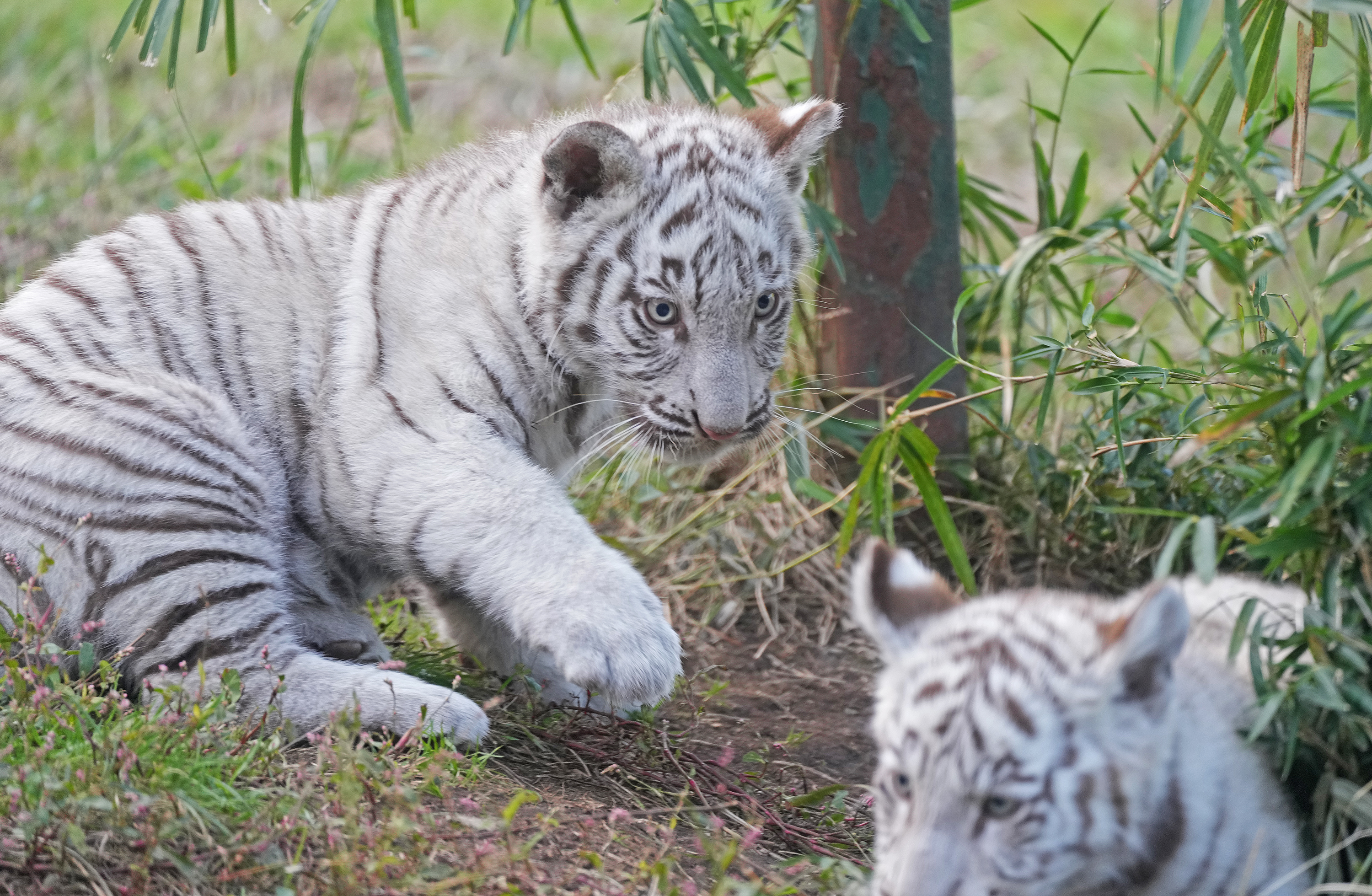 動画】すくすく成長、王者の片鱗チラリ ホワイトタイガー ツキとシグレ