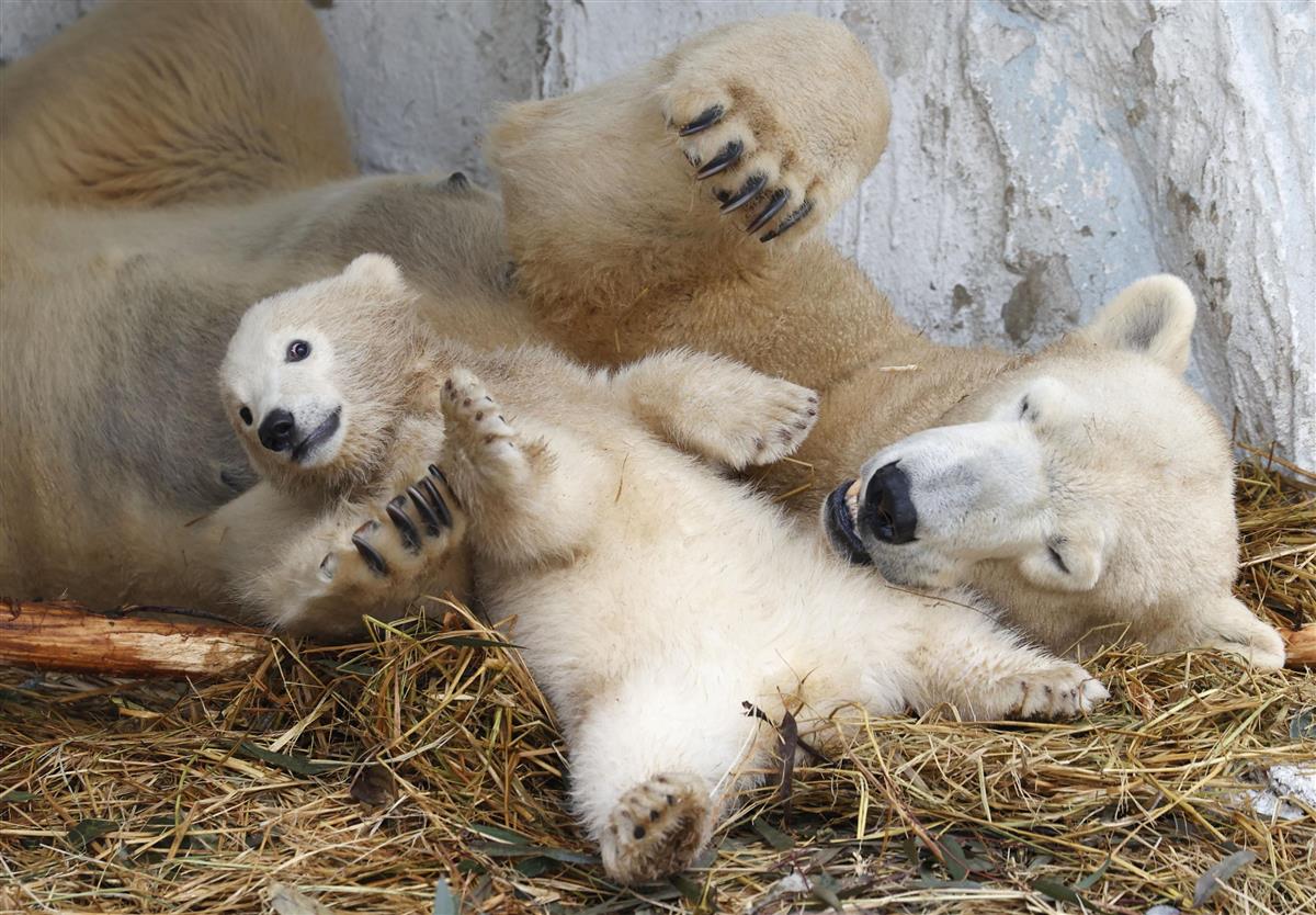 シロクマ赤ちゃん 名前は中華店から ホウちゃん 大阪 天王寺動物園２３日から一般公開 産経ニュース