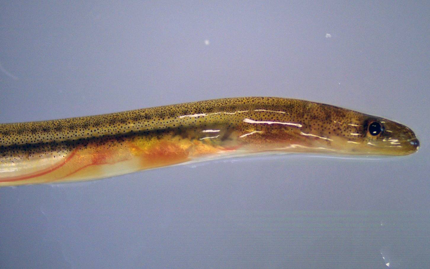 ウナギ稚魚、驚異のサバイバル 天敵にのみ込まれても、意外な場所から 