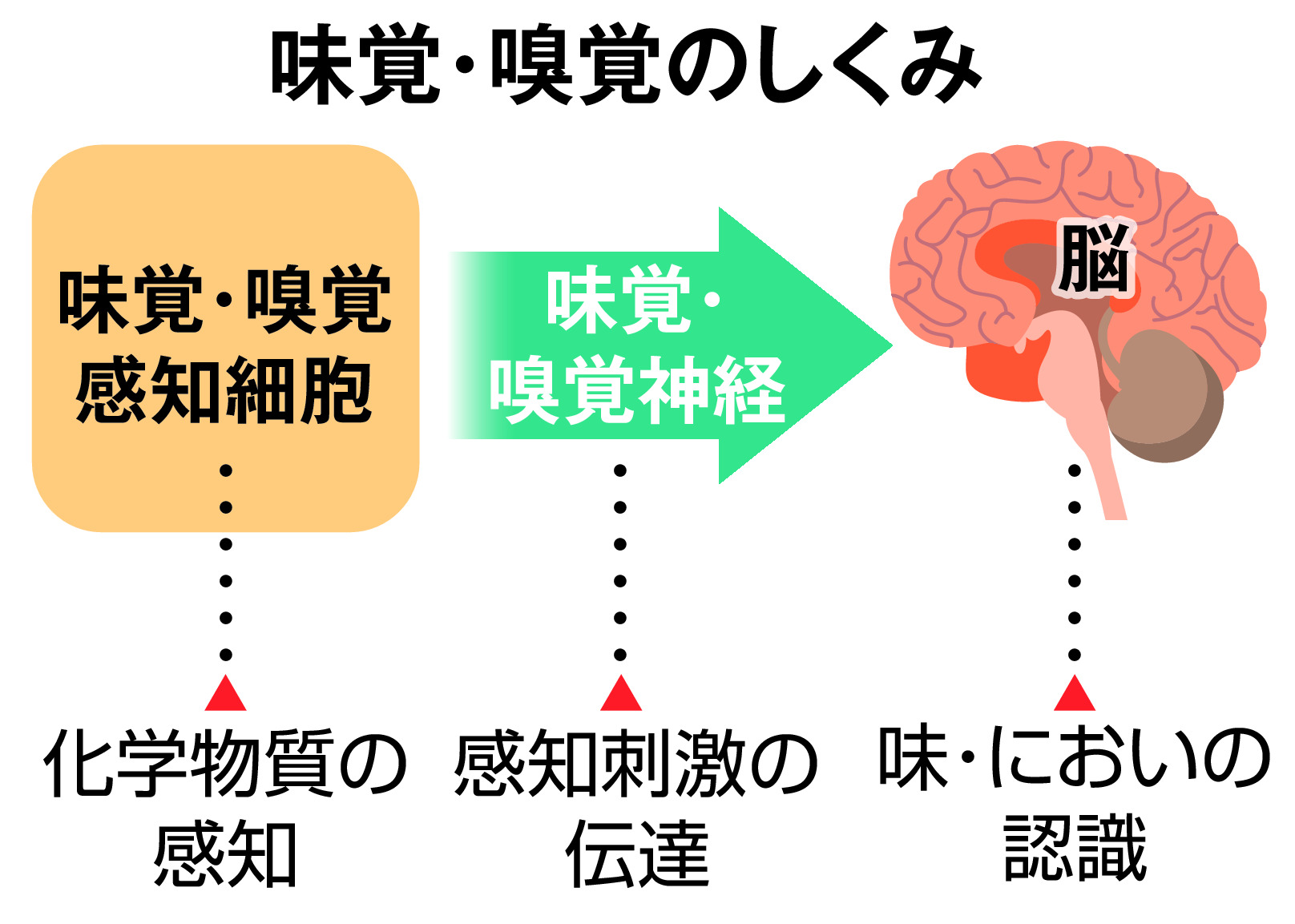 たばこと健康 喫煙も味覚 嗅覚障害を招く 1 2ページ 産経ニュース