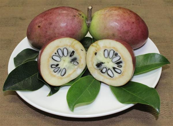 果物 cerasus mortem TFH Cerasus Mortem The Fig 穂木 0 イチジク