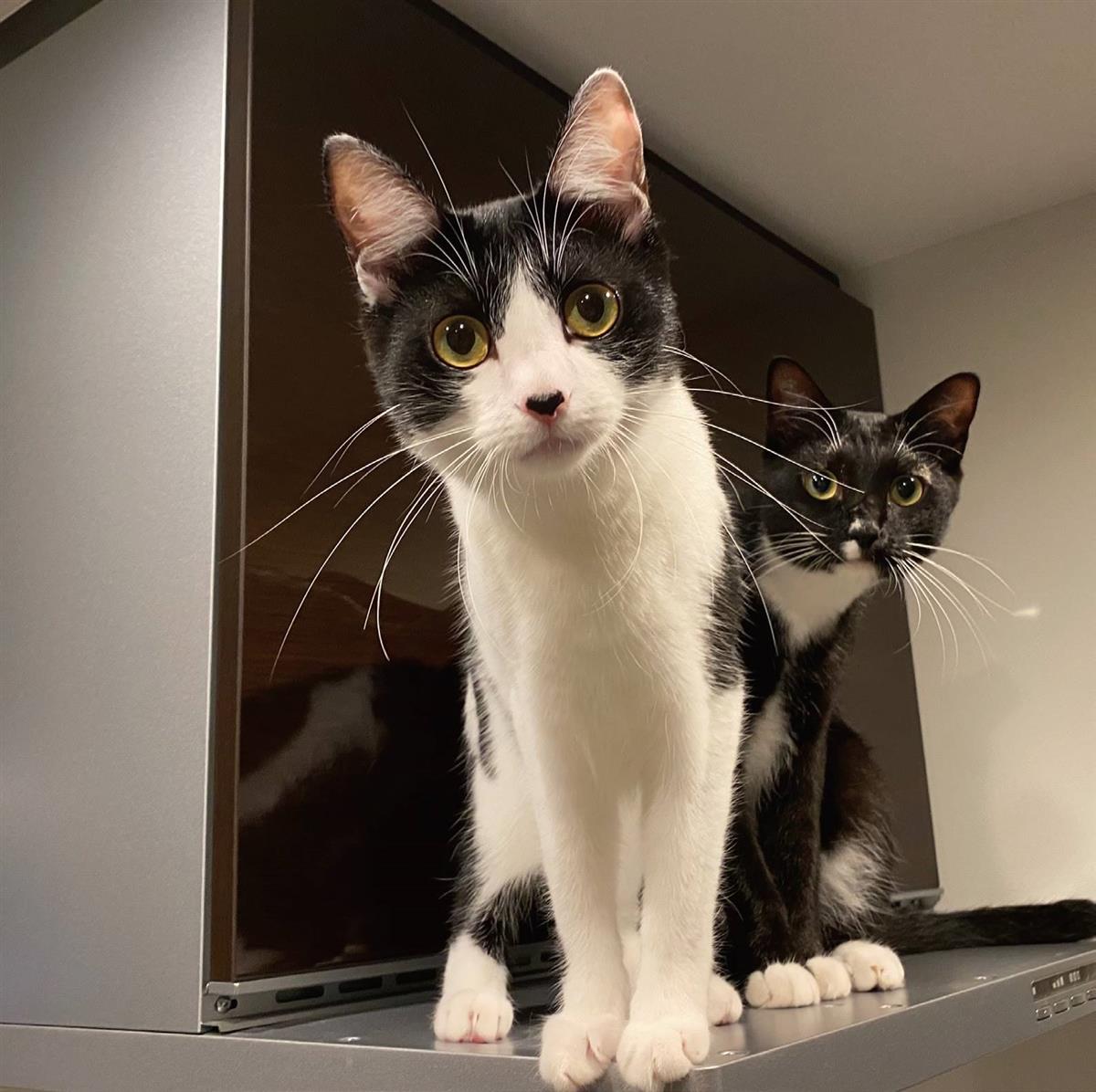 藤あや子の愛猫に癒されてニャン 12・16写真集発売「マルとオレオ