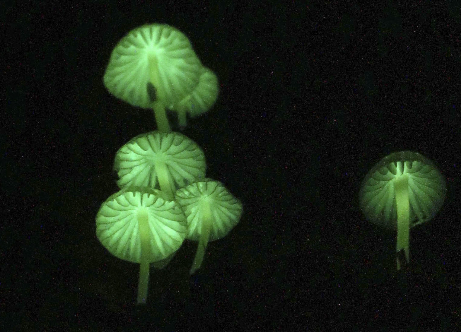 淡く緑に光るキノコ 奄美大島 ハブに気をつけ観賞して 産経ニュース