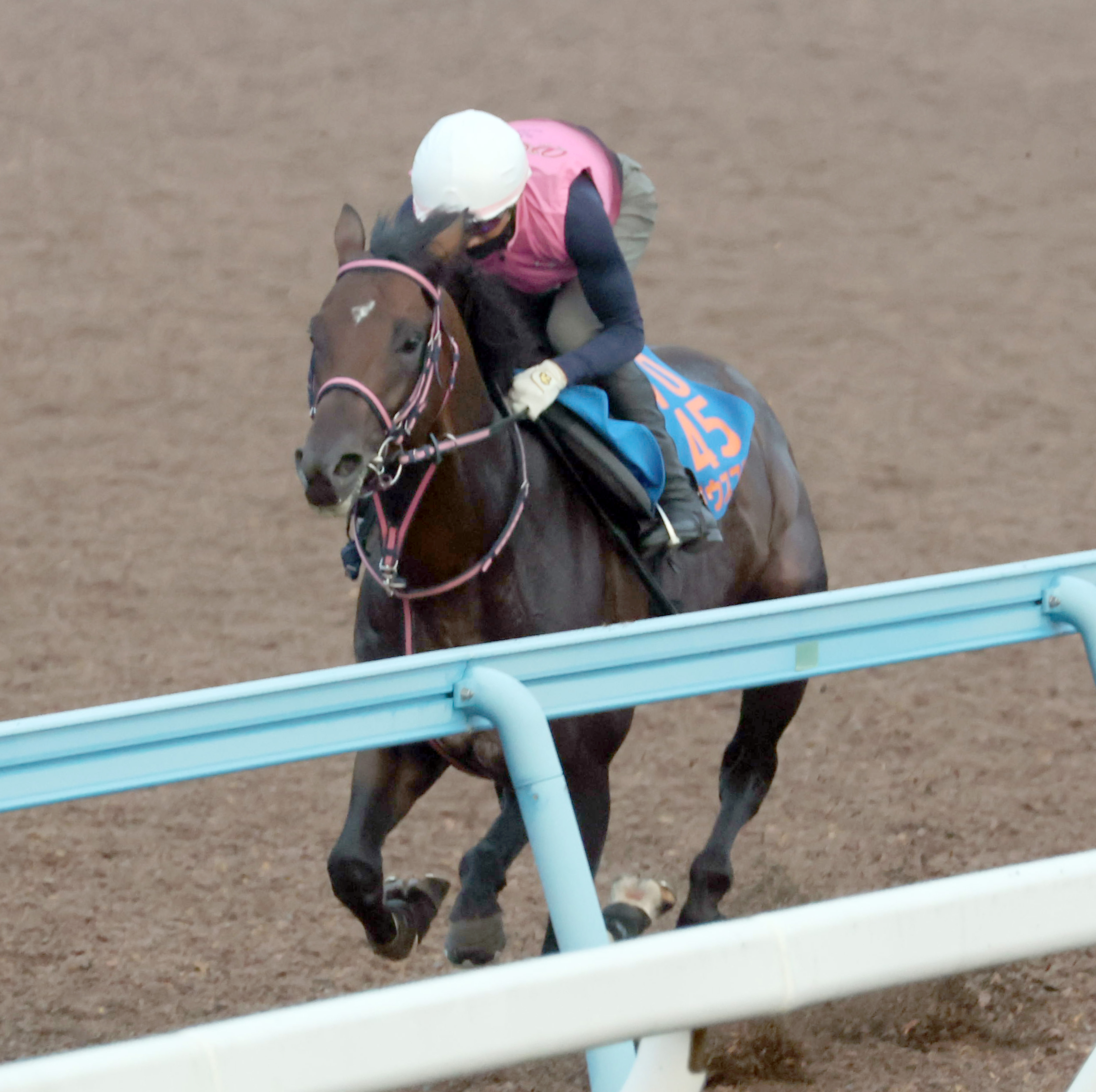 七夕賞 追い切り】シリウスコルト重賞連勝へラスト11秒6 田中勝春調教