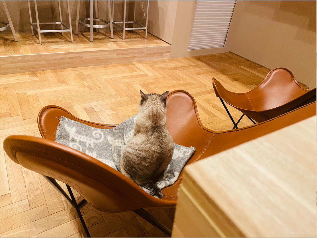 ねこてまり 🐾幸せな未来を繋ぐ保護猫カフェ | ご支援のお願い