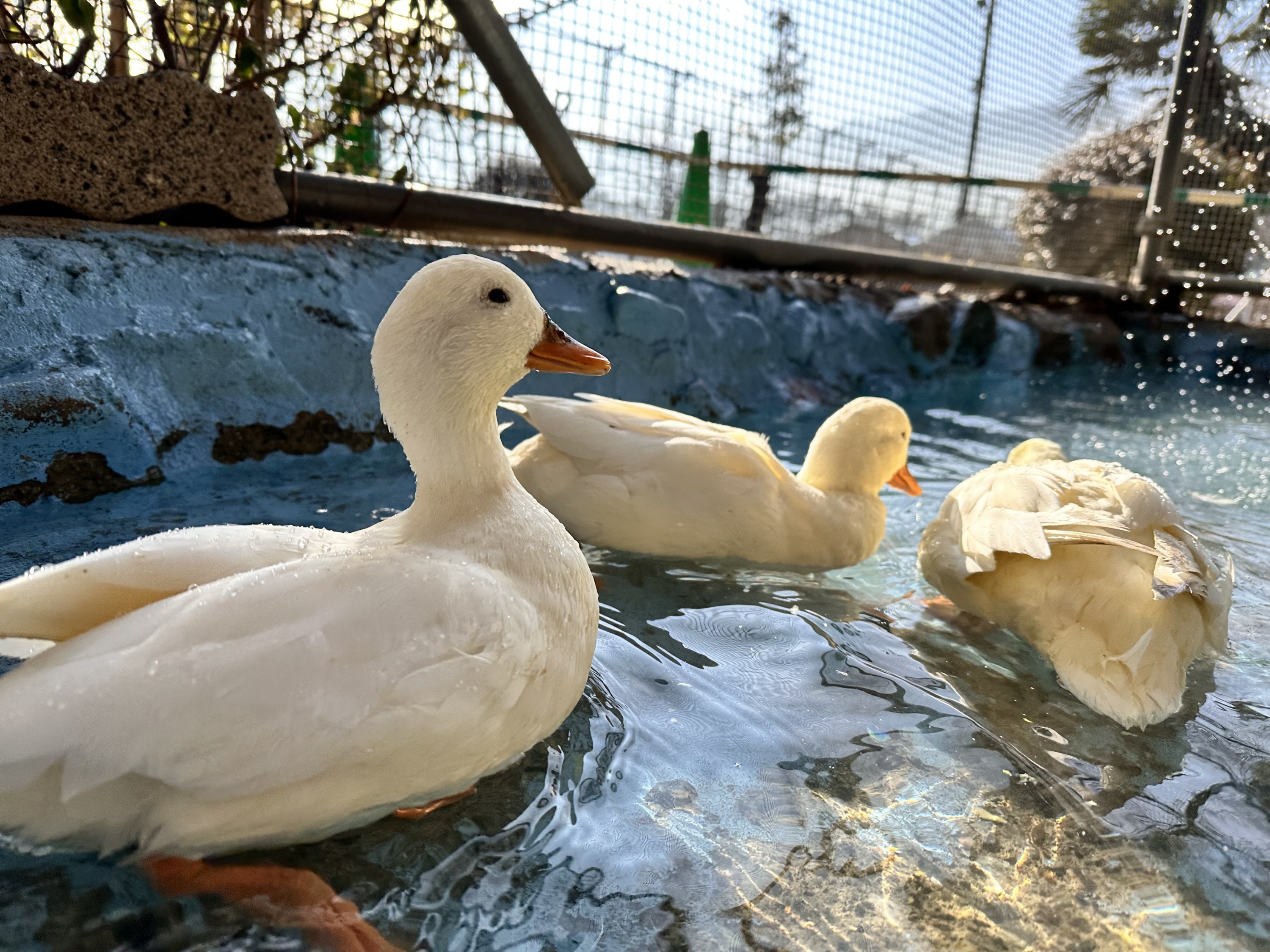 コールダック 寒い中でも元気に泳げる2つの秘密 長野・須坂市動物園