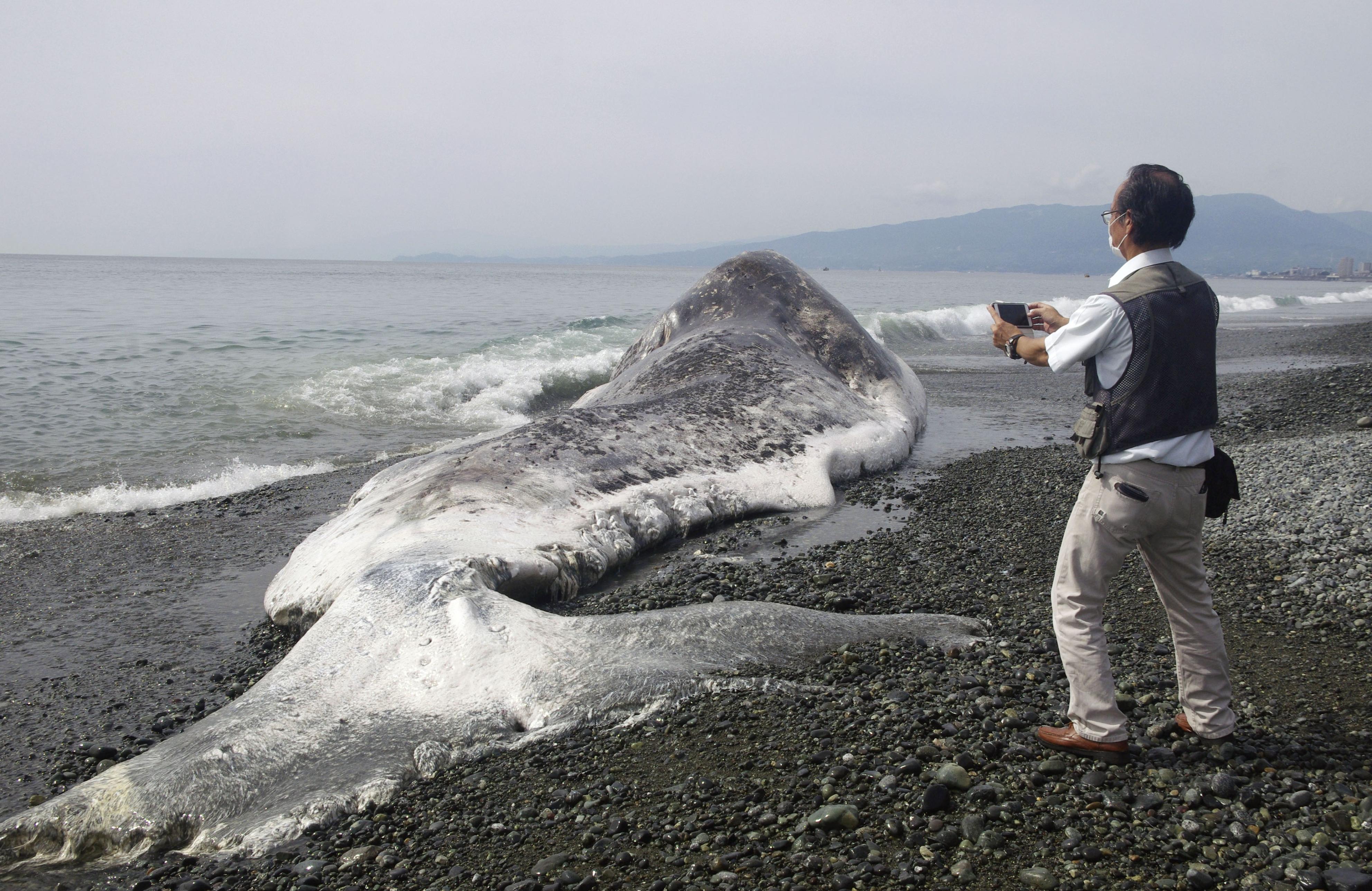 海岸にクジラの死骸 神奈川・小田原 - 産経ニュース