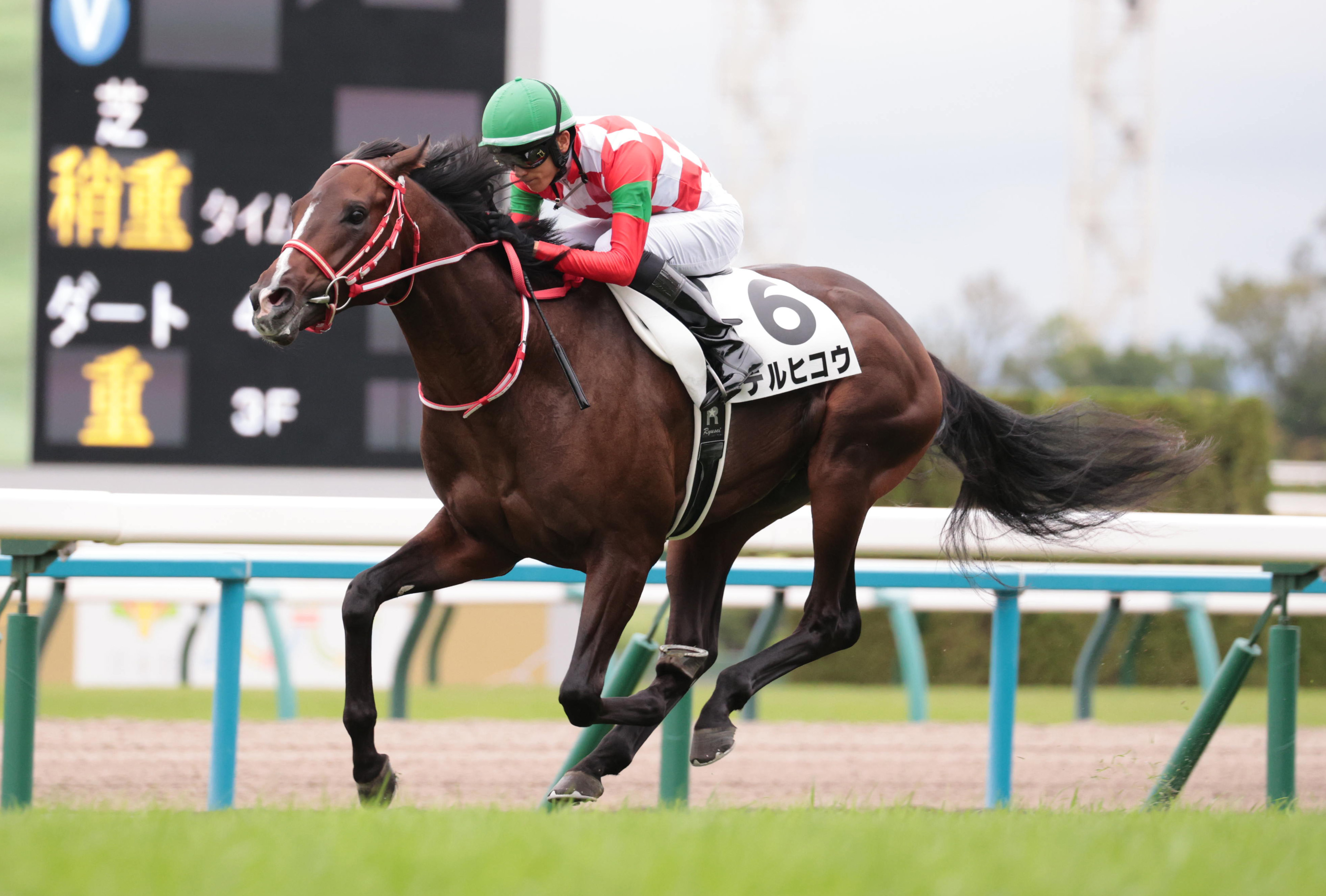 2歳次走報】テルヒコウは東スポ杯2歳Sへ 僚馬ネッタイヤライも