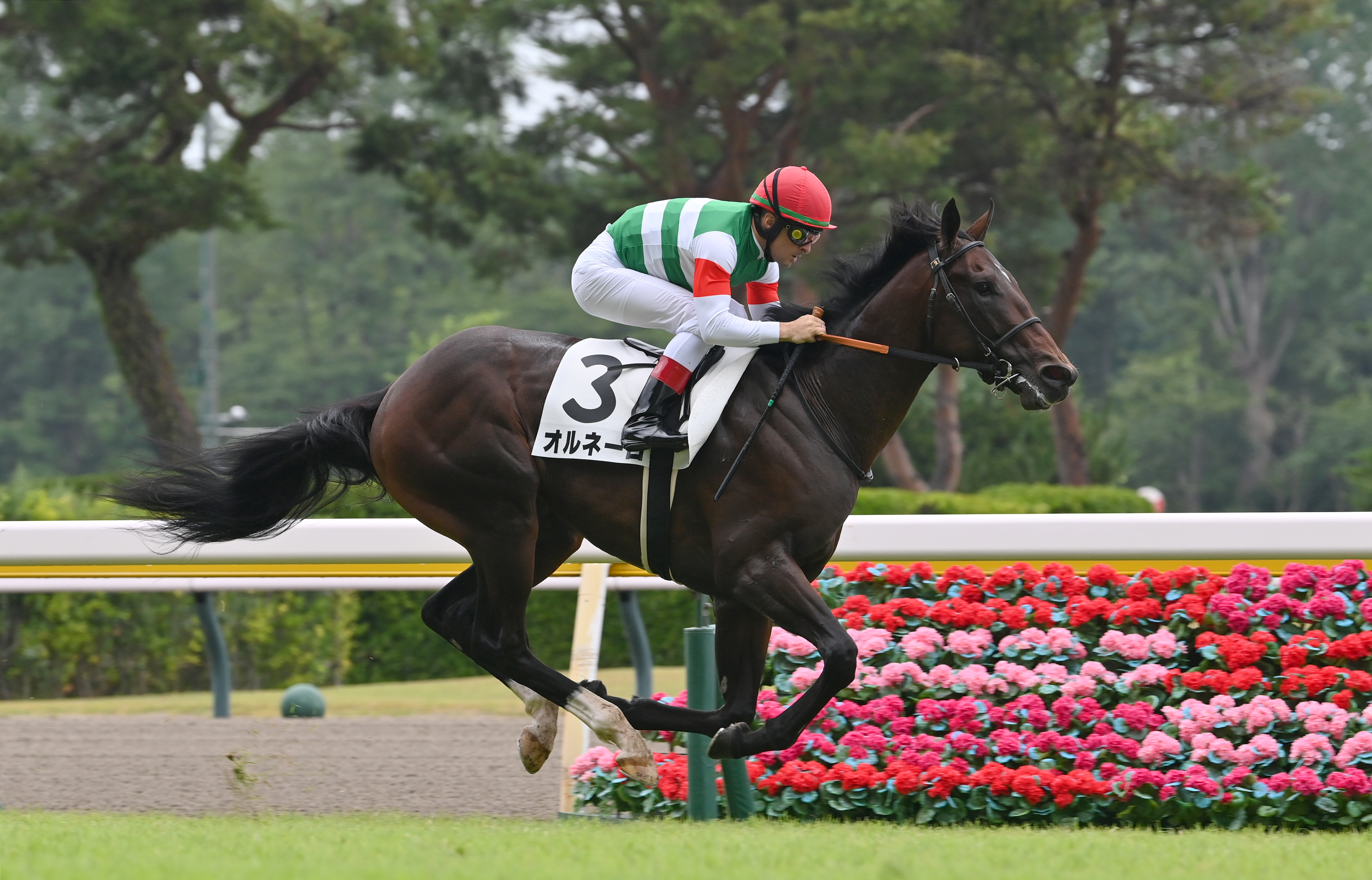 2歳新馬・新潟2R】オルネーロが逃げて後続を突き放し快勝！半姉は重賞6