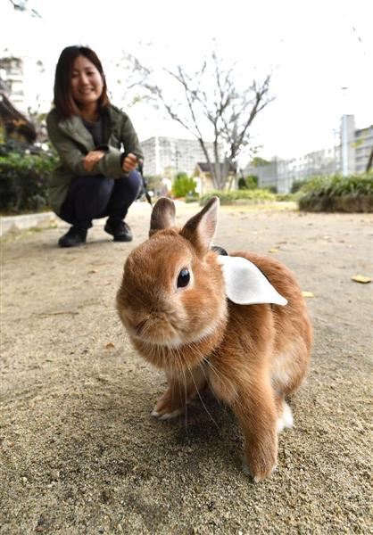 近ごろ巷に流行るもの イヌ ネコに次ぐ癒やし系 第３のペット ウサギ 鳴き声の心配なく うさんぽ へやんぽ でコミュニケーション 1 3ページ 産経ニュース