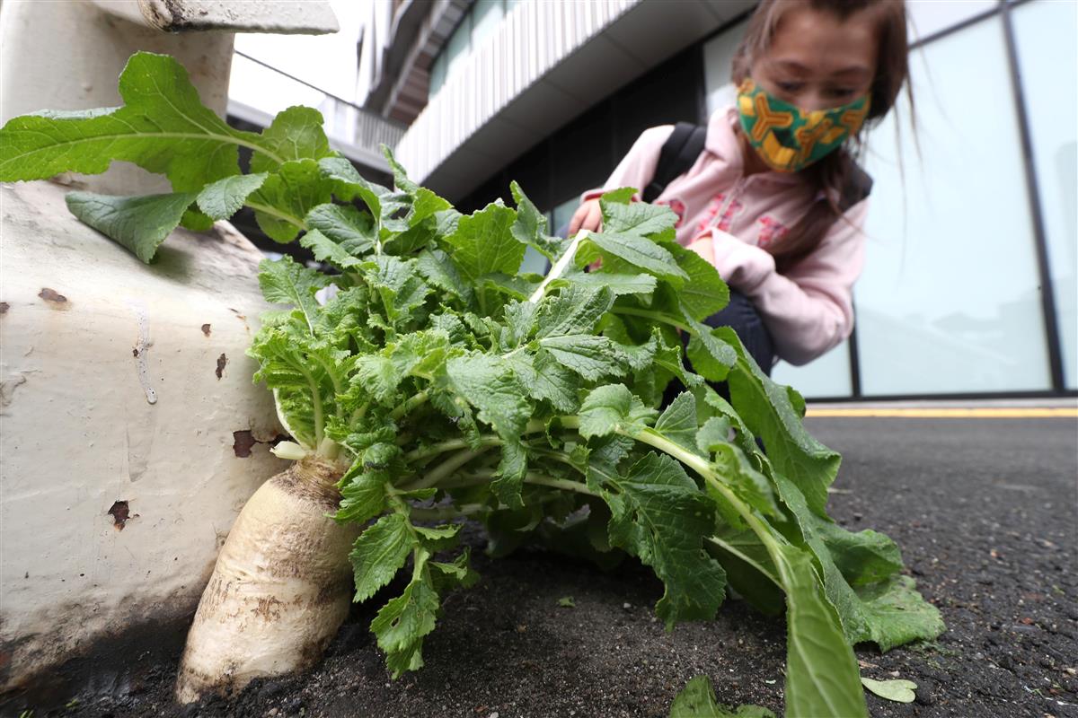 大阪駅前のアスファルトに生えた「ど根性大根」が呼ぶ共感（1/2ページ