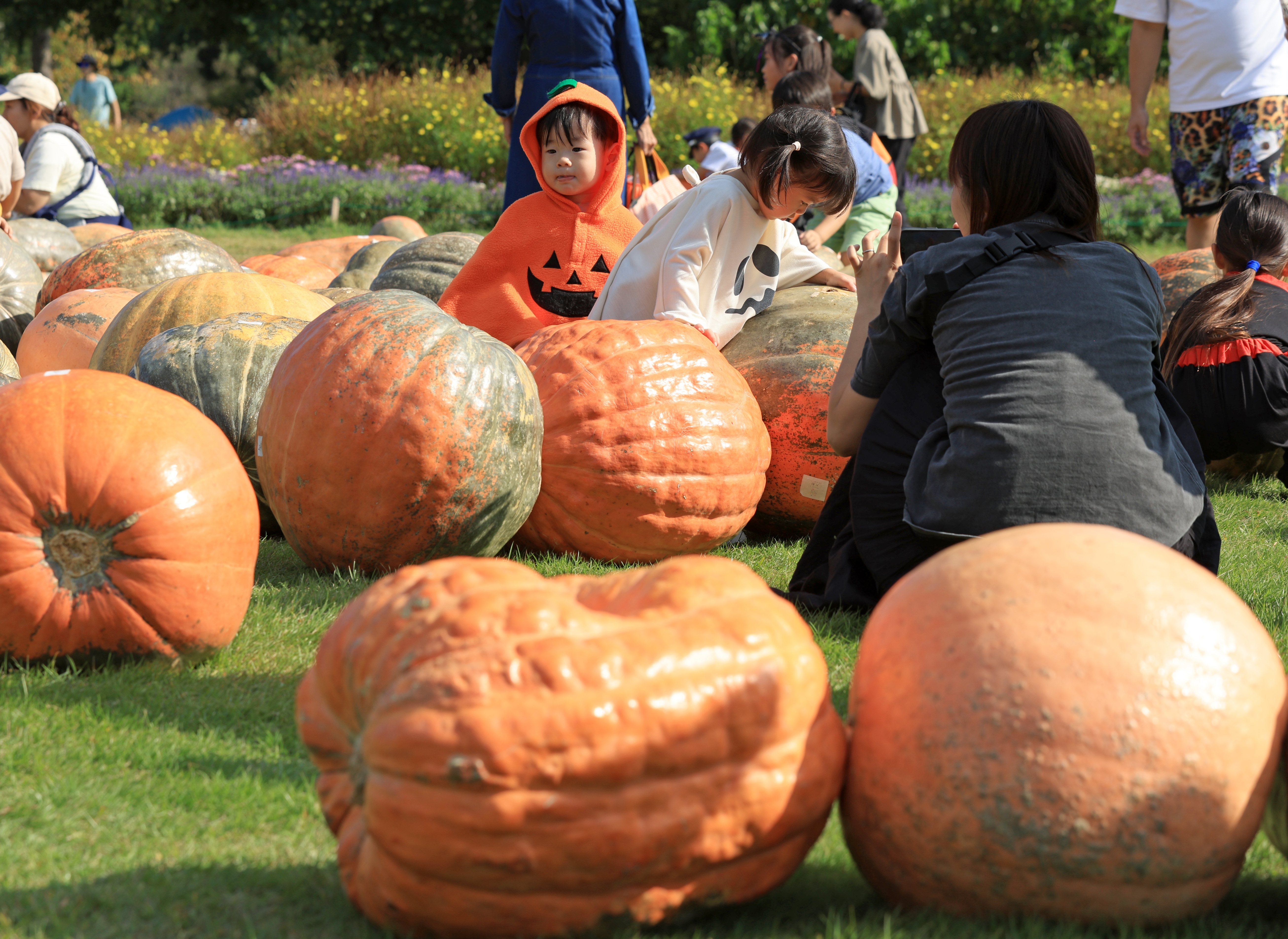 ハロウィーン準備万端 「おばけカボチャ」130個、芝生にゴロン - 産経