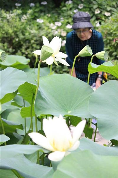 白やピンクのハスがいま見頃 京都府立植物園で 観蓮会 産経ニュース