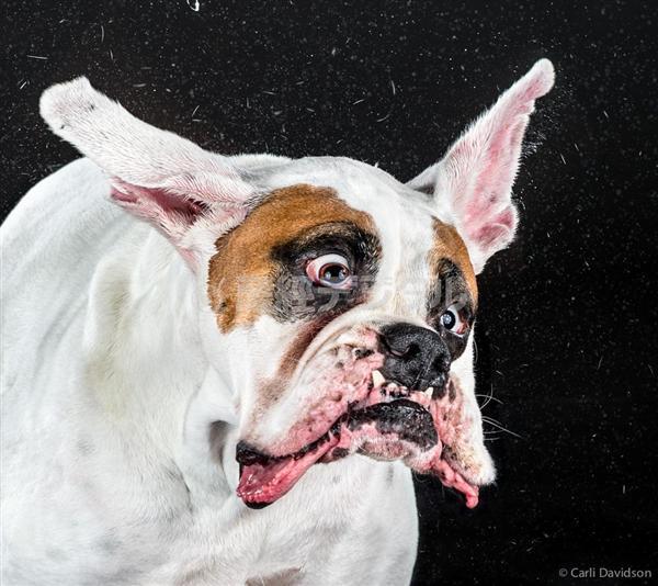 写真集チラ見せ ぬれた犬たちがぶるぶる 高速シャッターでとらえたワンダフルな生の瞬間 1 2ページ 産経ニュース