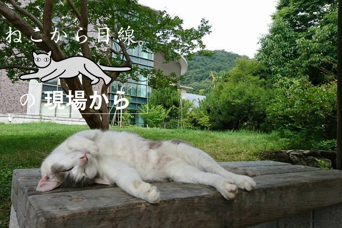 否定や排除が招く悪循環 地域の餌やり問題はヒトとネコの「秘密の